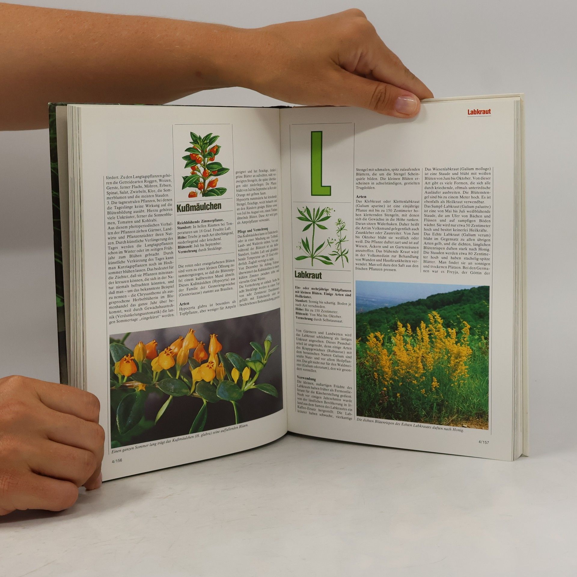 Autorenkollektiv Blumen & Garten 4. Kl-Me