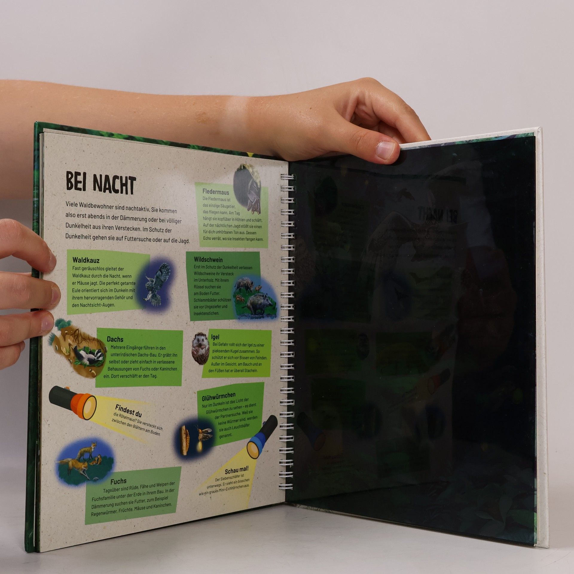 Autorenkollektiv Mein Taschenlampenbuch. Wald