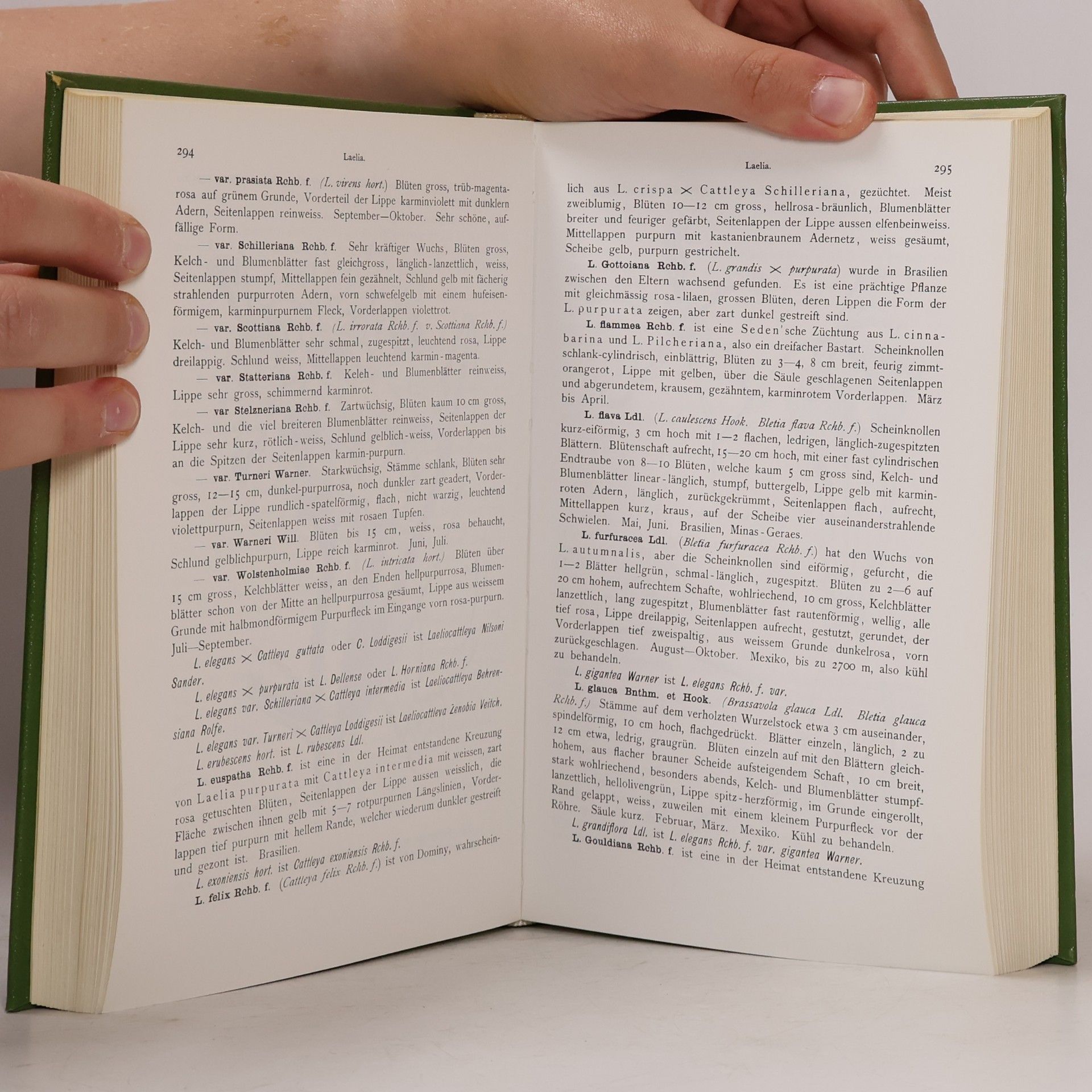 Autorenkollektiv Stein's Orchideenbuch I