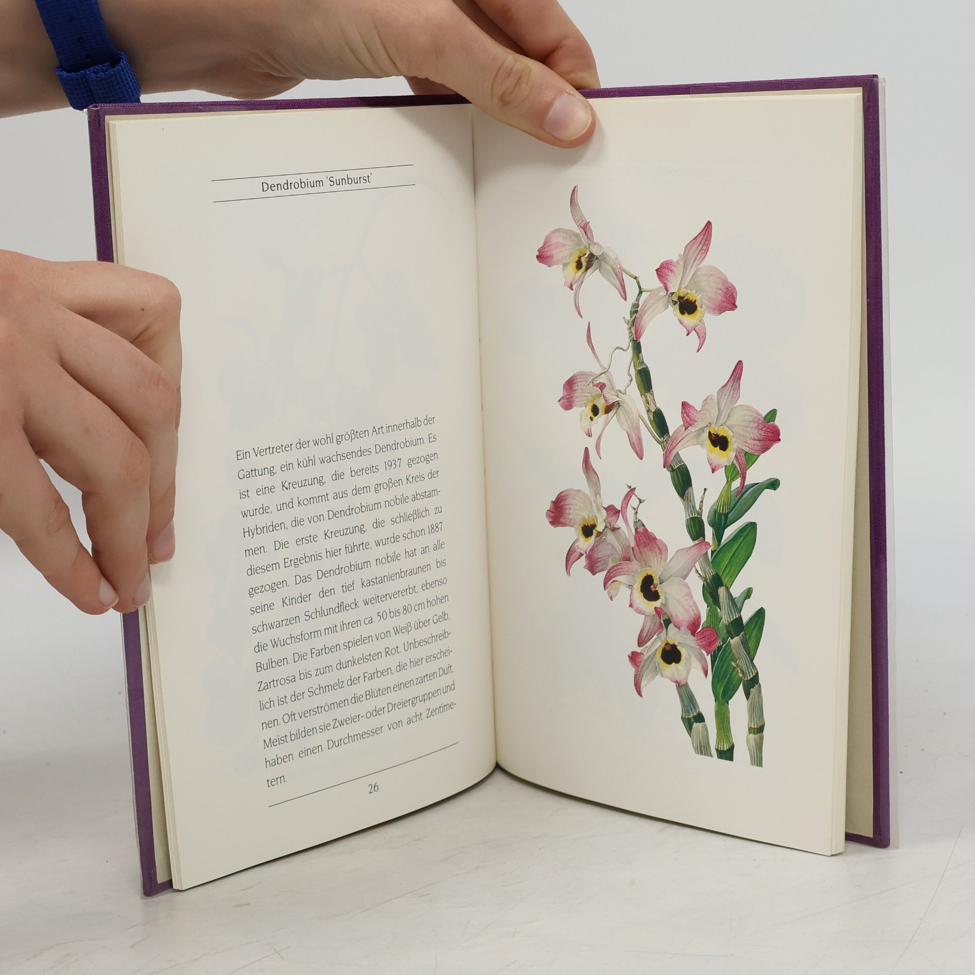 Eberhard Schulz Orchideen