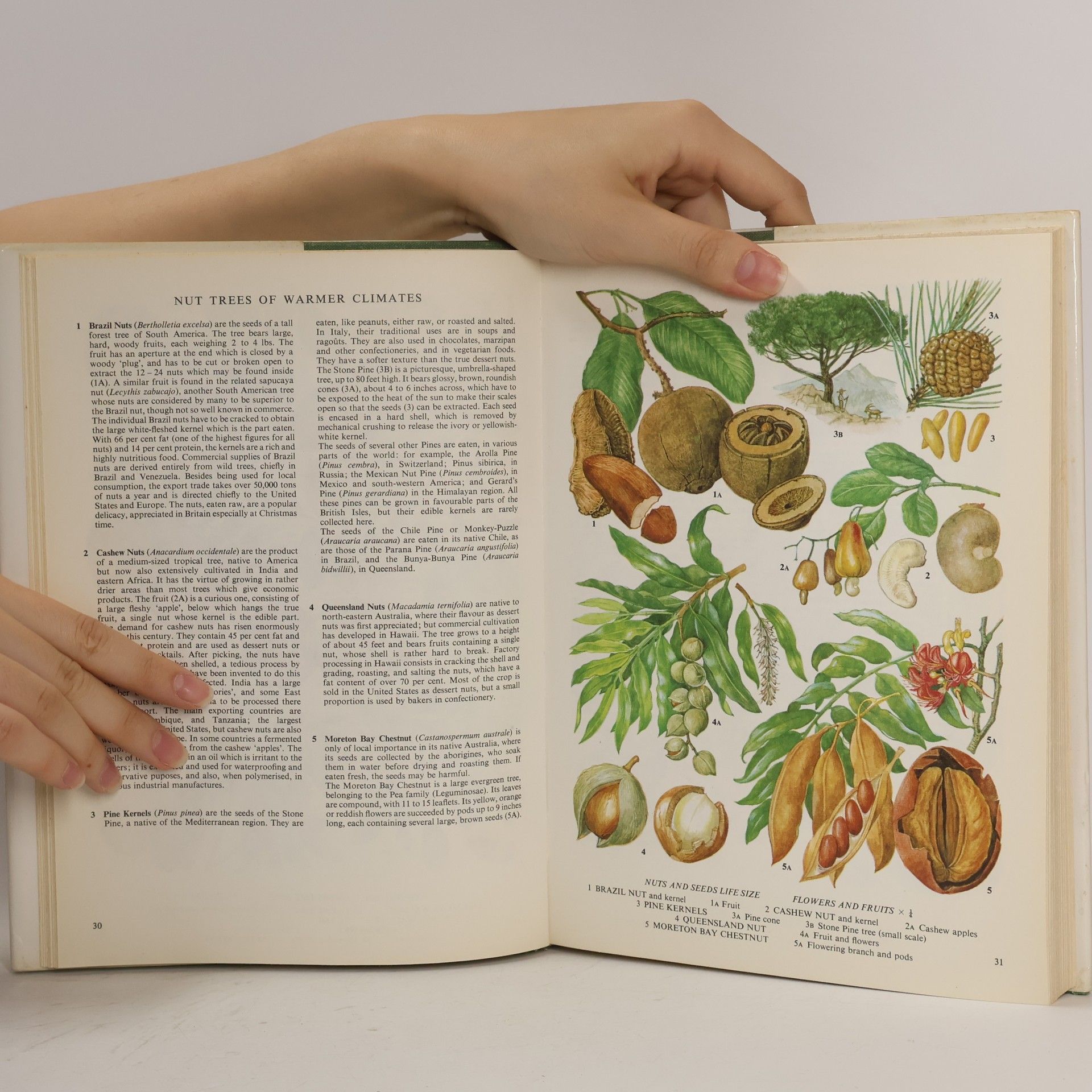 Autorenkollektiv The Illustrated Book of Food Plants