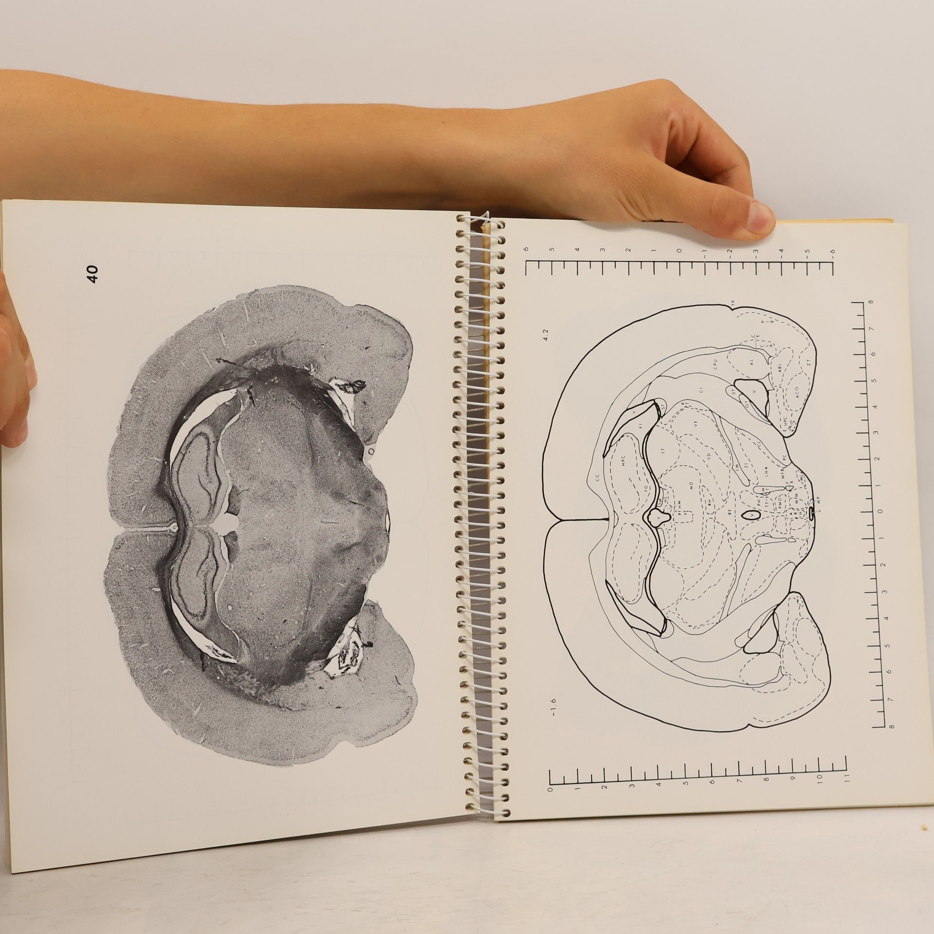 Louis J. Pellegrino The Century Psychology Series: Stereotaxic Atlas of the Rat Brain - Second Edition