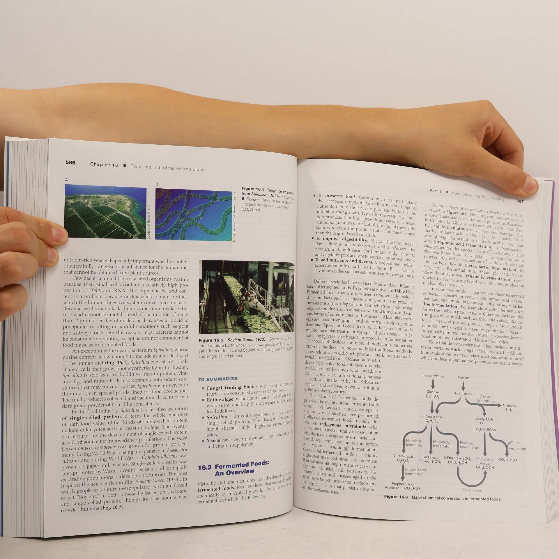 Joan L. Slonczewski Microbiology