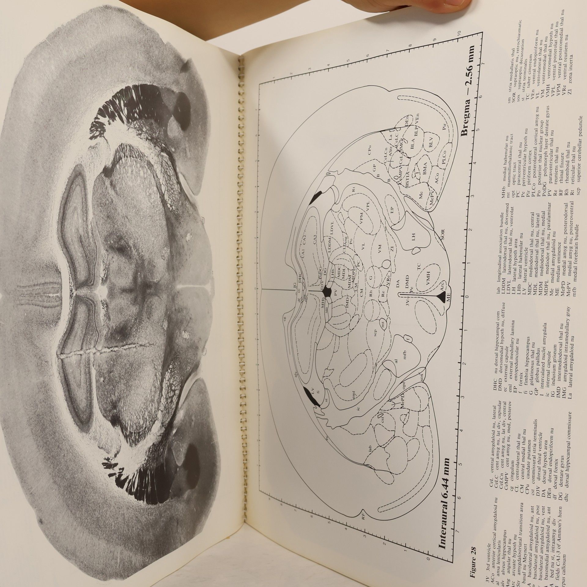 George Paxinos The Rat Brain