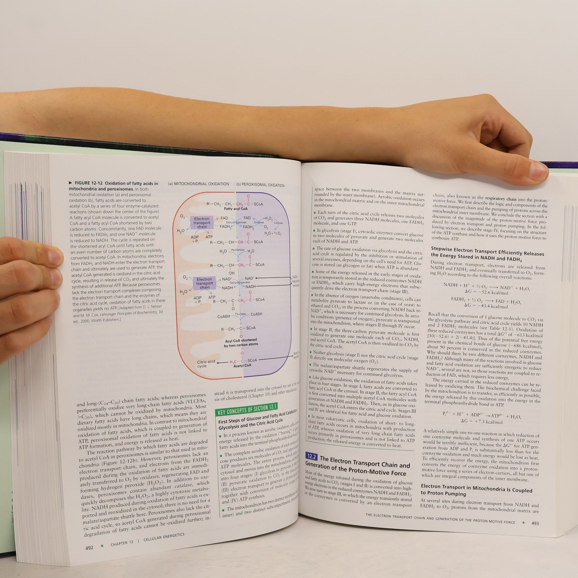 Harvey F. Lodish Molecular Cell Biology