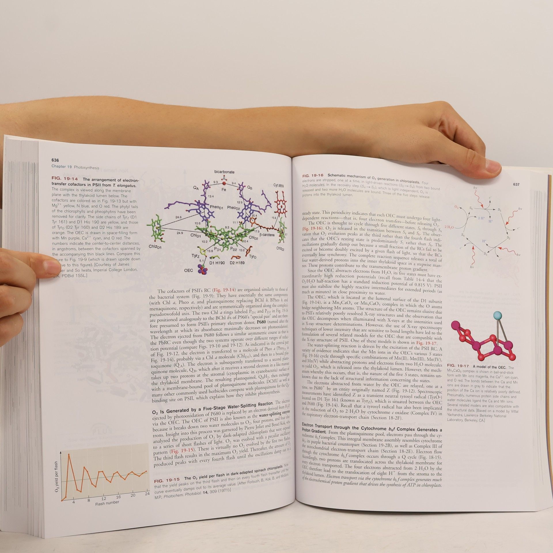 Donald Voet Principles of biochemistry : international student version