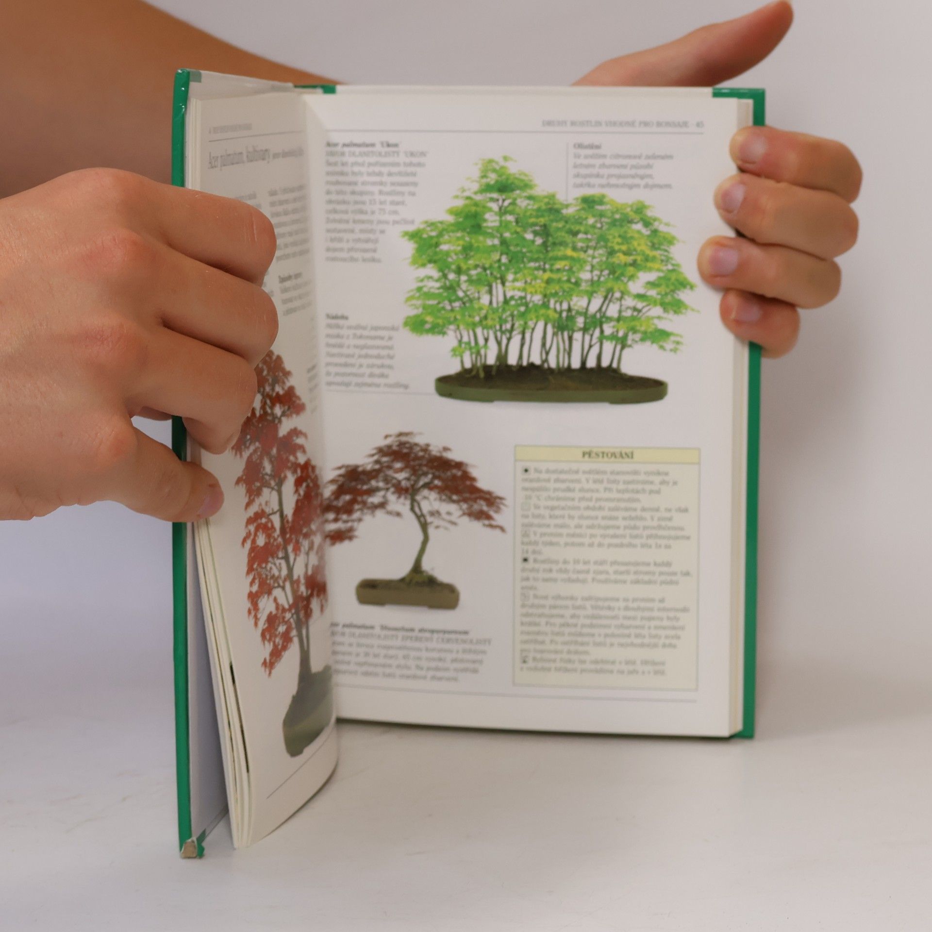 Dana Wiesnerová Bonsai. Praktická ilustrovaná příručka