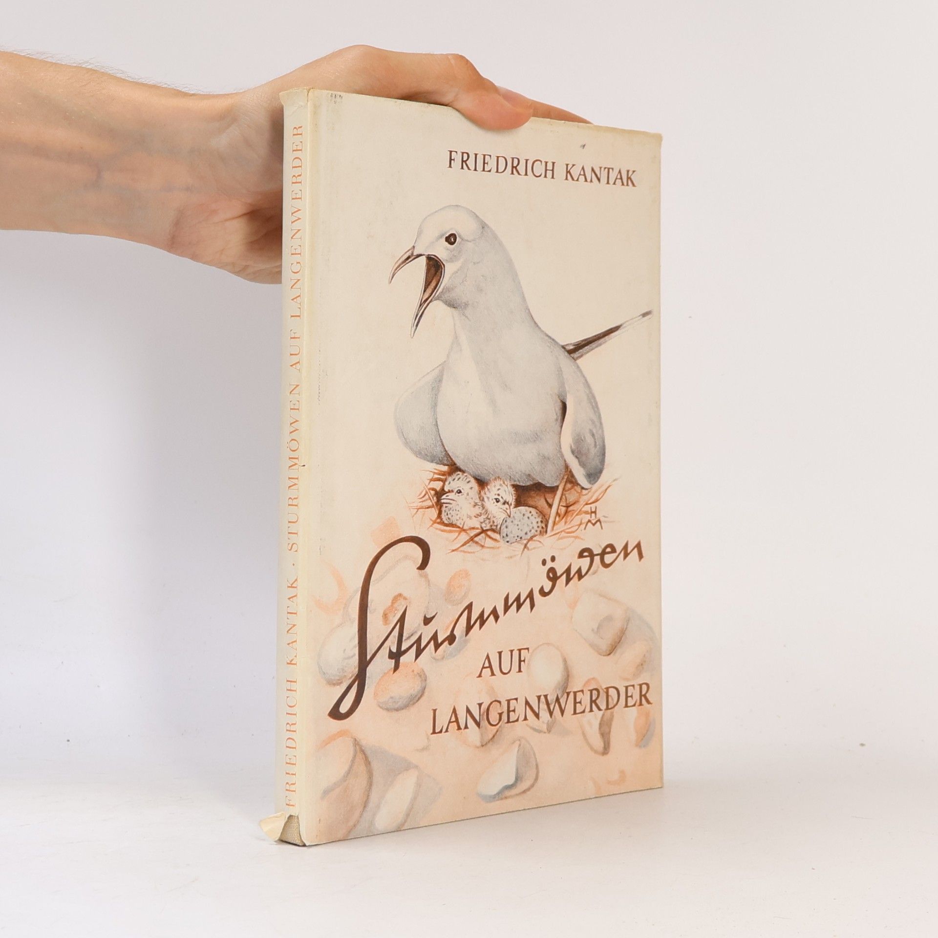 Friedrich Kantak Sturmmöwen auf Langenwerder