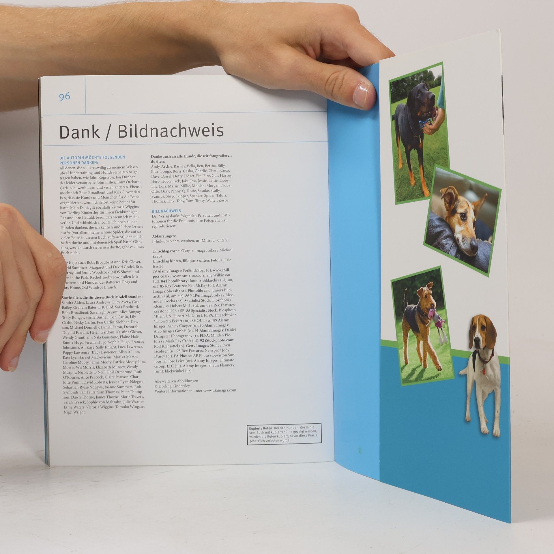 Bailey Gwen Hunde Trainieren: Spiele, Tricks und Spass für jeden Tag