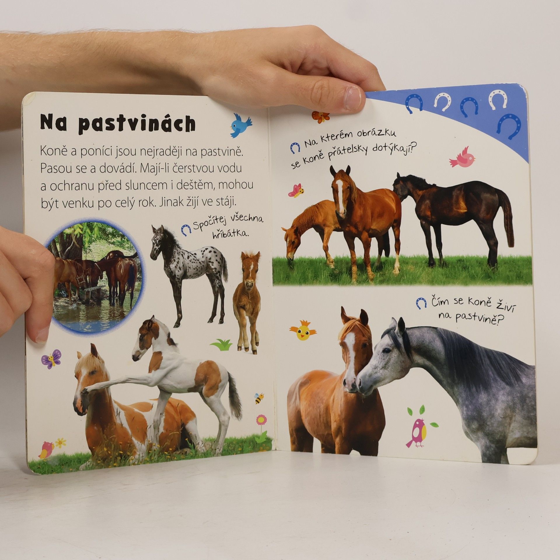 Kolektiv autorů Koně : pohlaď si zvířátko