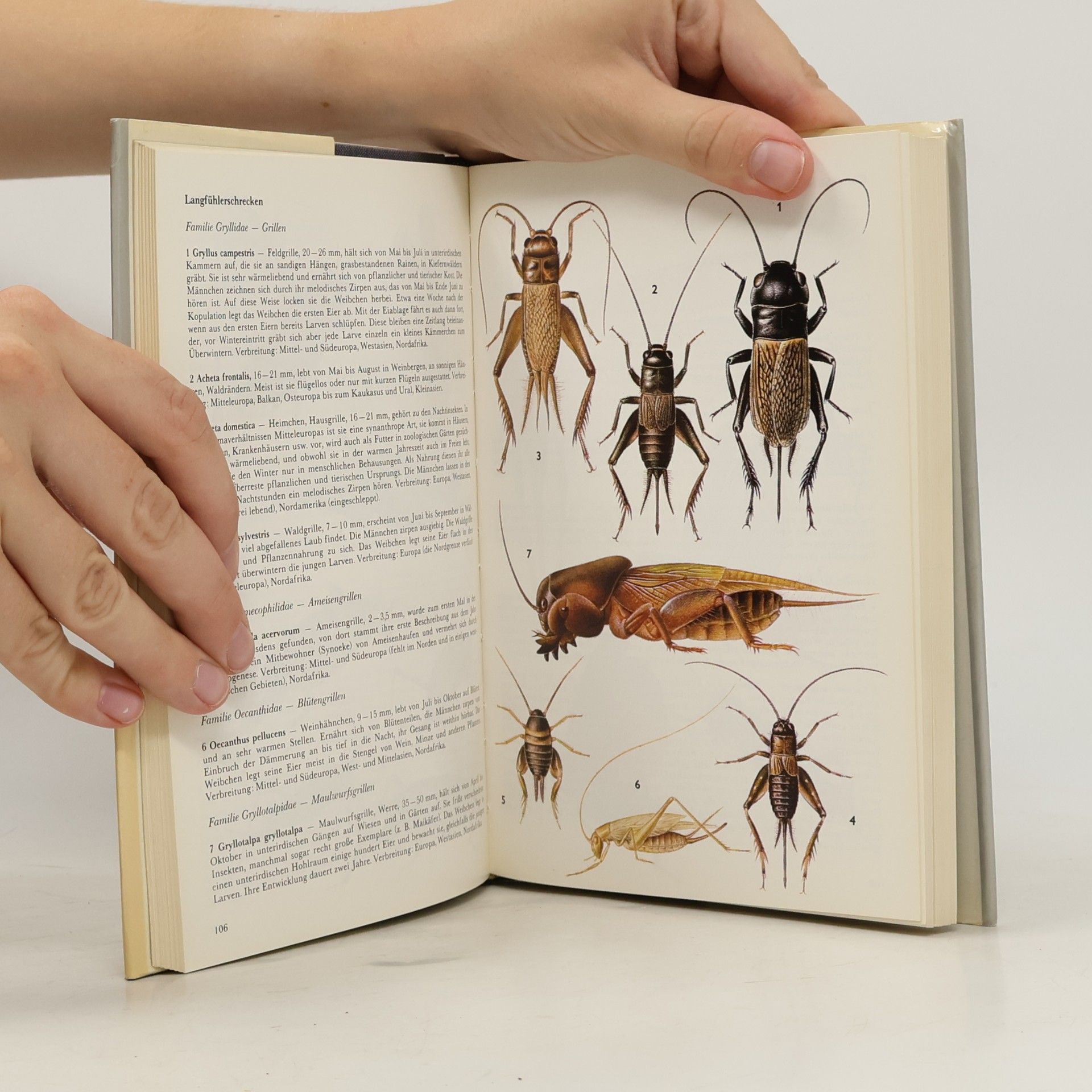 Jiří Zahradník Der Kosmos-Insektenführer