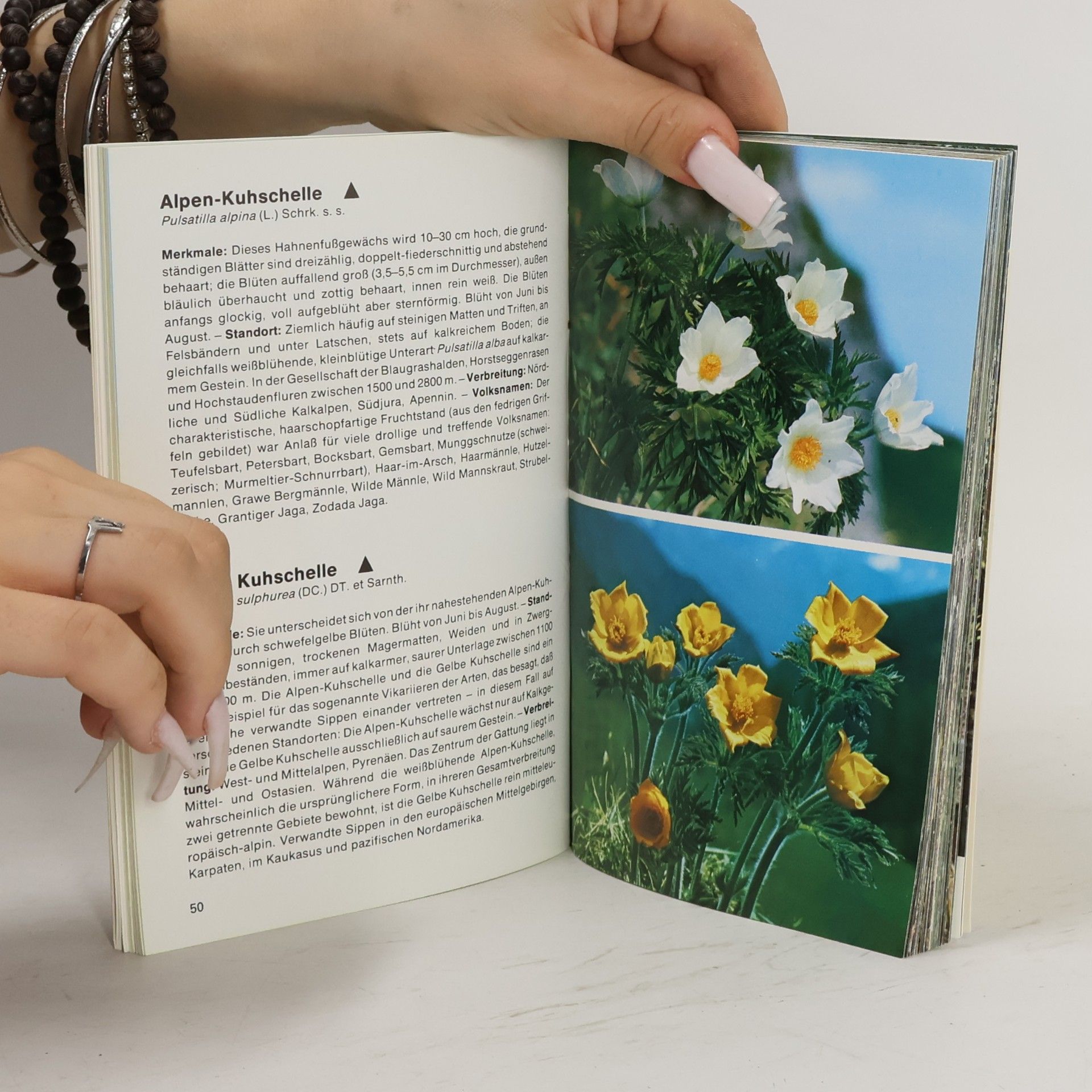 Elfrune Wendelberger Alpenblumen