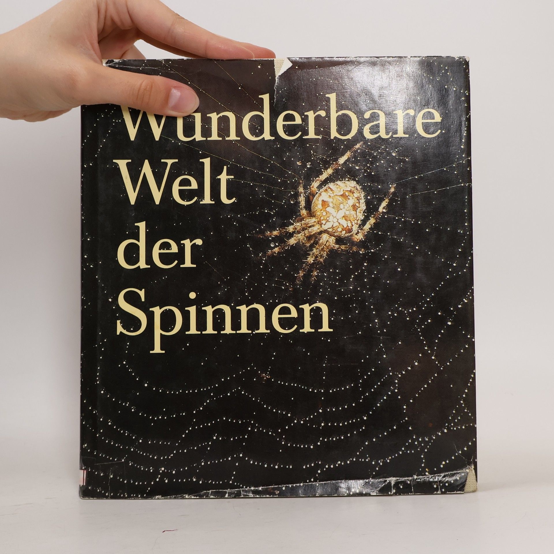 Stefan Heimer Wunderbare Welt der Spinnen