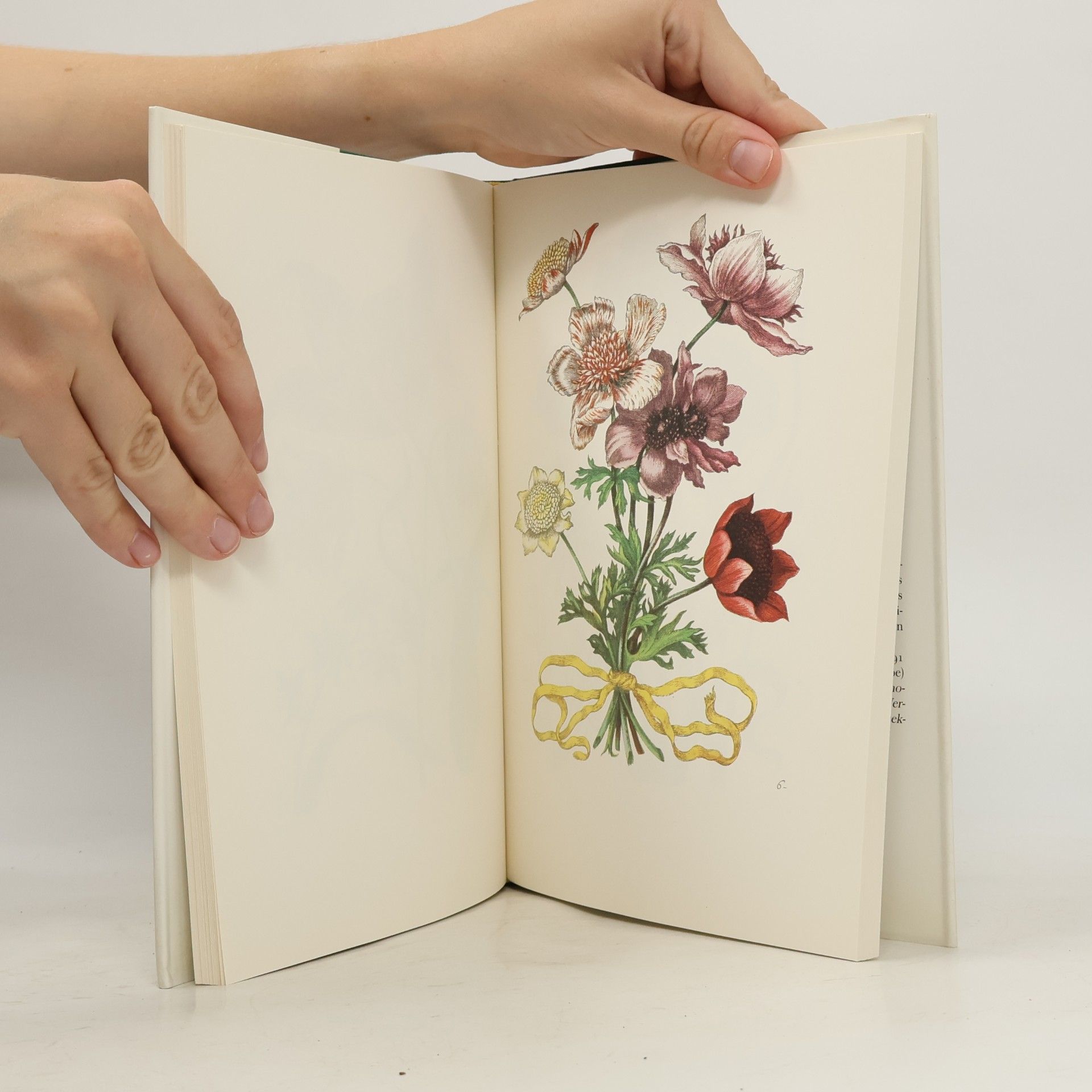 Maria Sibylla Merian Neues Blumenbuch
