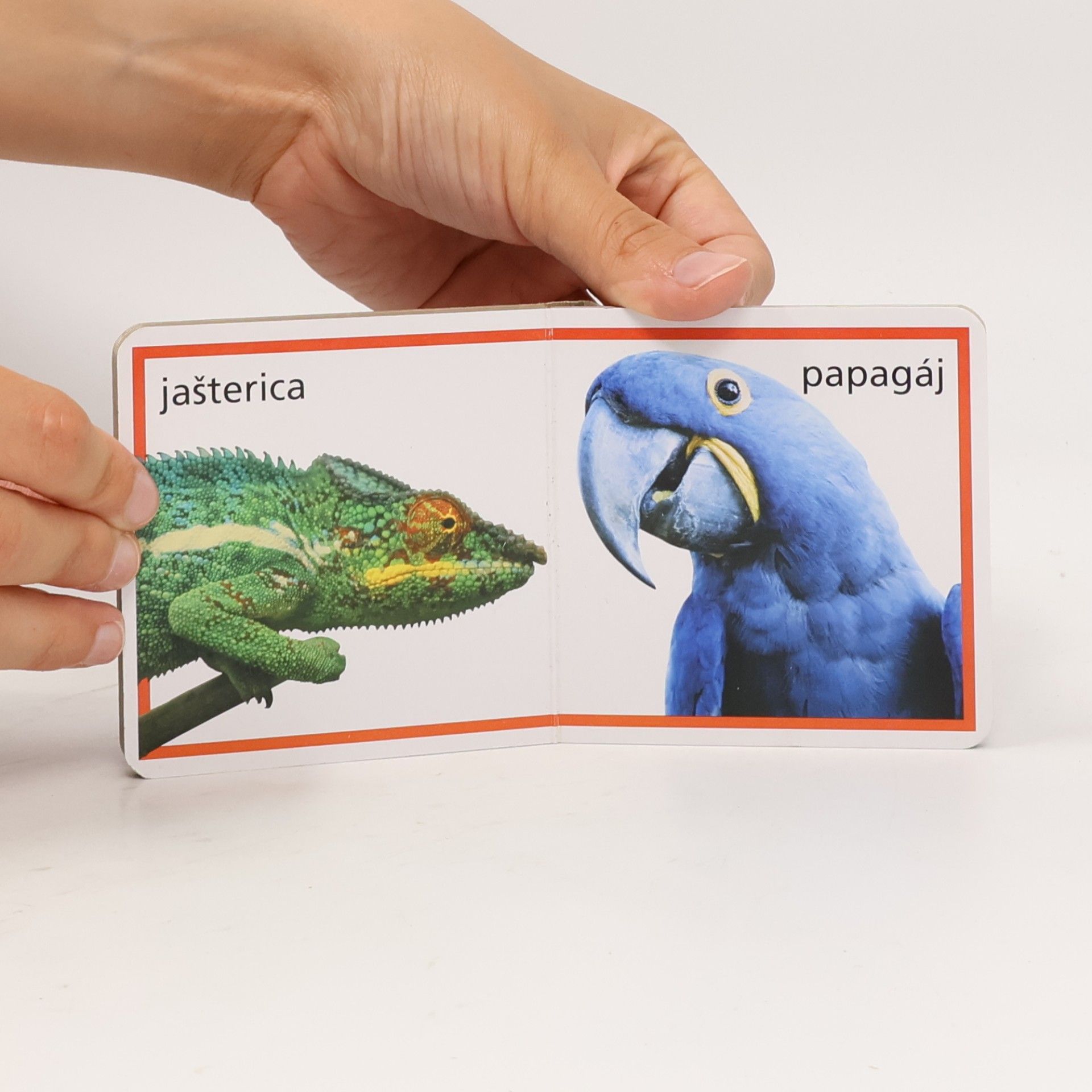 Various authors Zvieratá