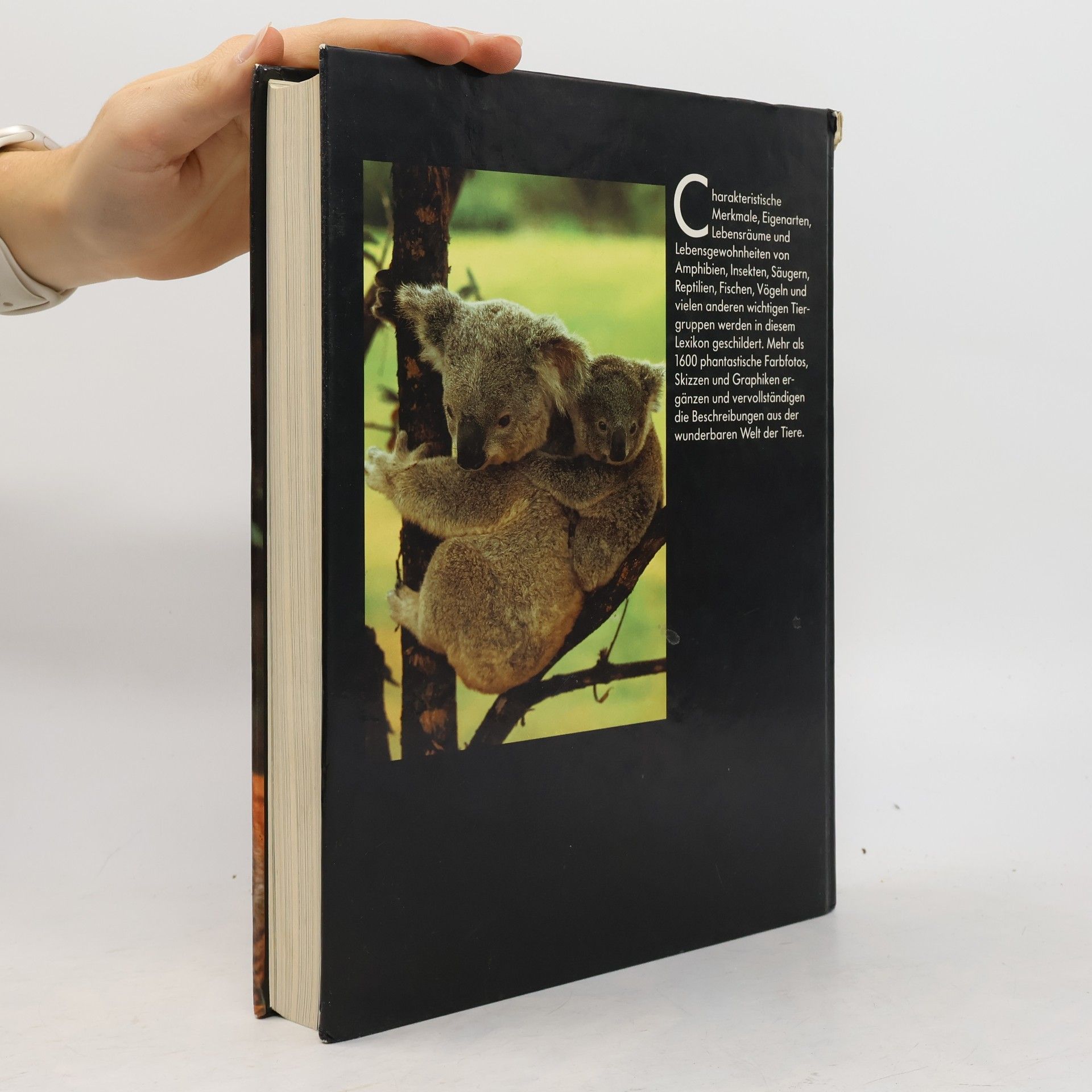 Collectif d'auteurs Lexikon der Tiere von A-Z