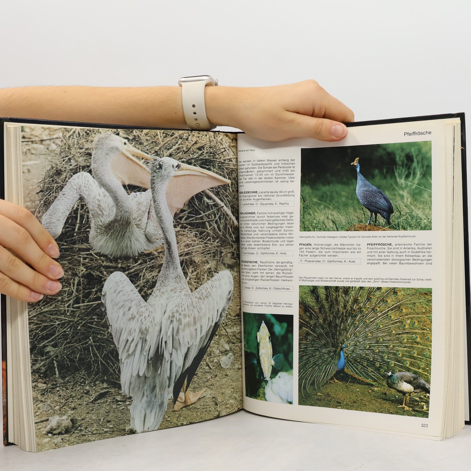 Collectif d'auteurs Lexikon der Tiere von A-Z