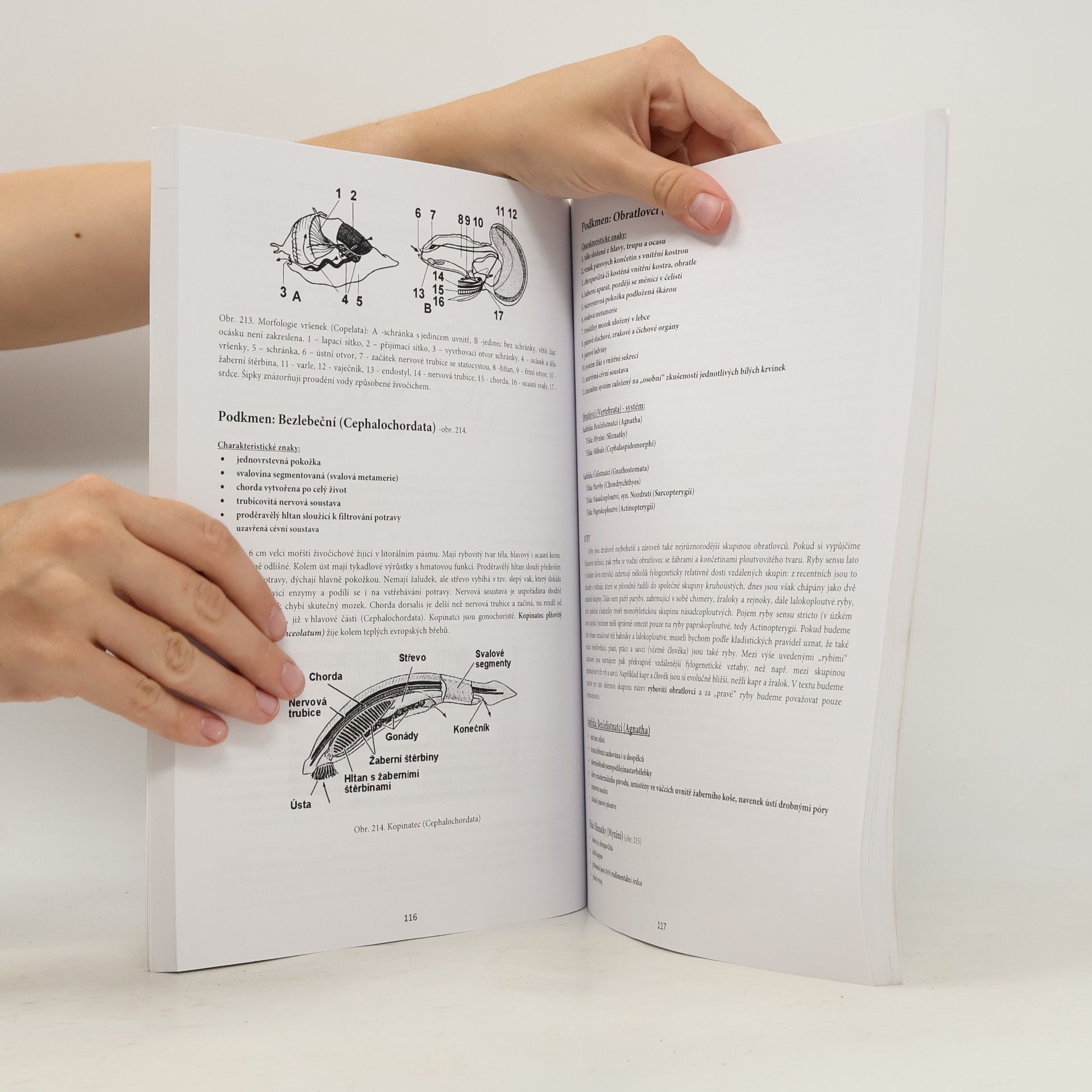 Autorenkollektiv Základy zoologie