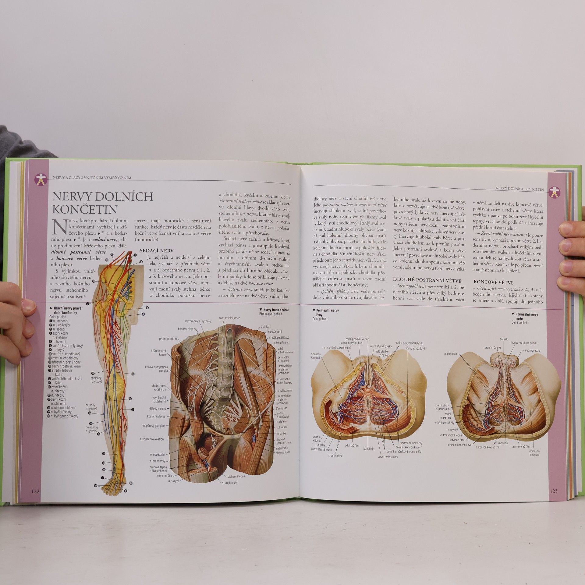 Adriana Rigutti Ilustrovaný atlas anatomie