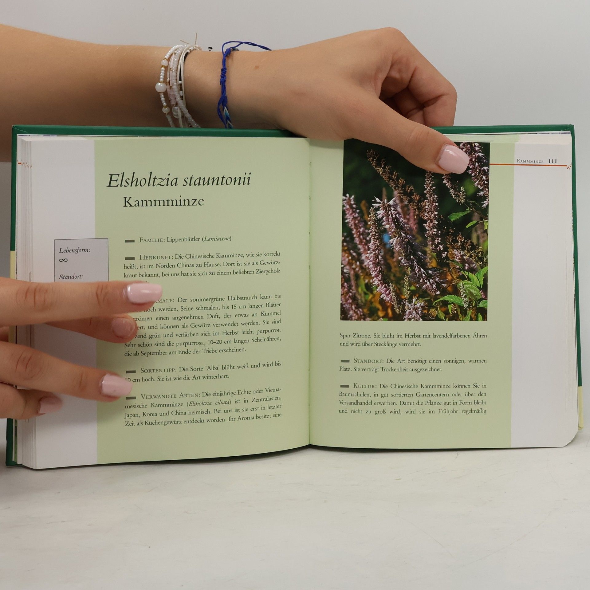 Autorenkollektiv Dumonts Kleines Kräuter Lexikon