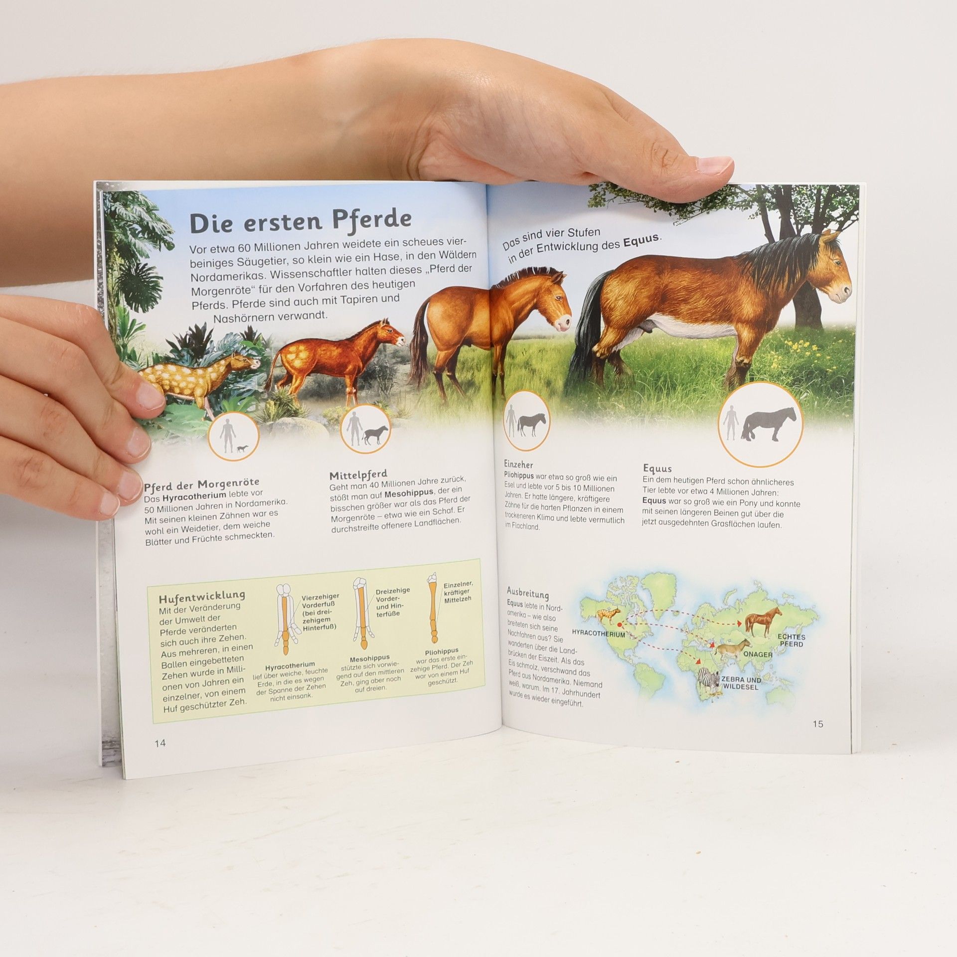 Caroline Stamps Pferde und Ponys