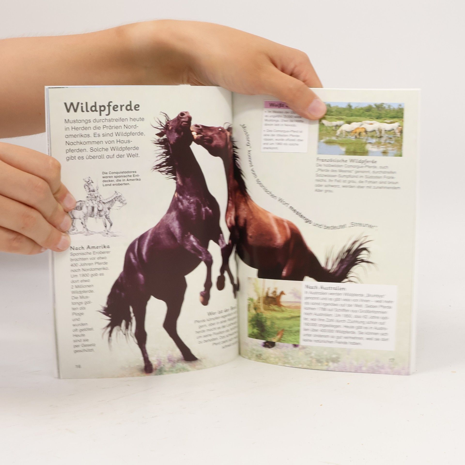 Caroline Stamps Pferde und Ponys