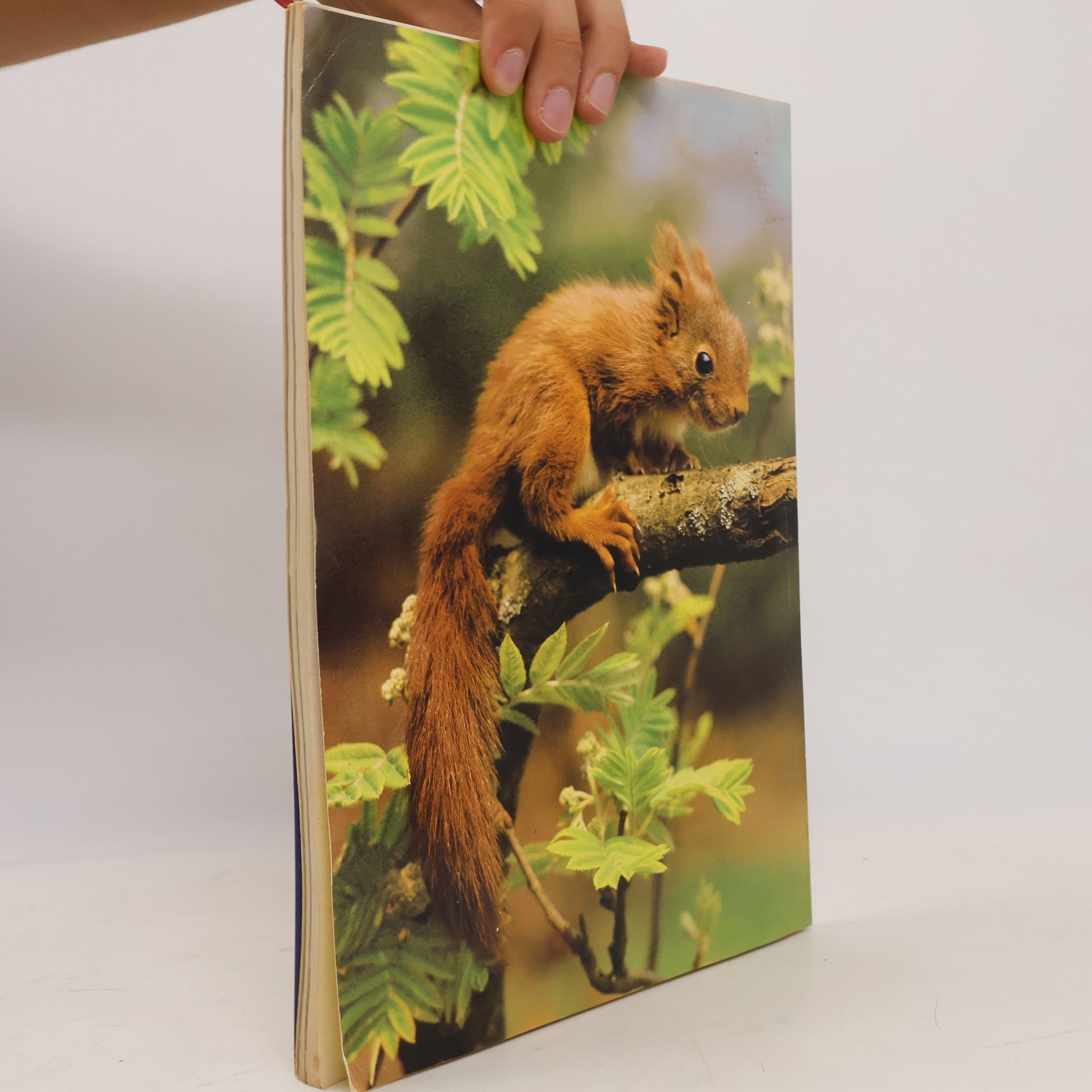 kolektiv Tierschutz Kalender 1981
