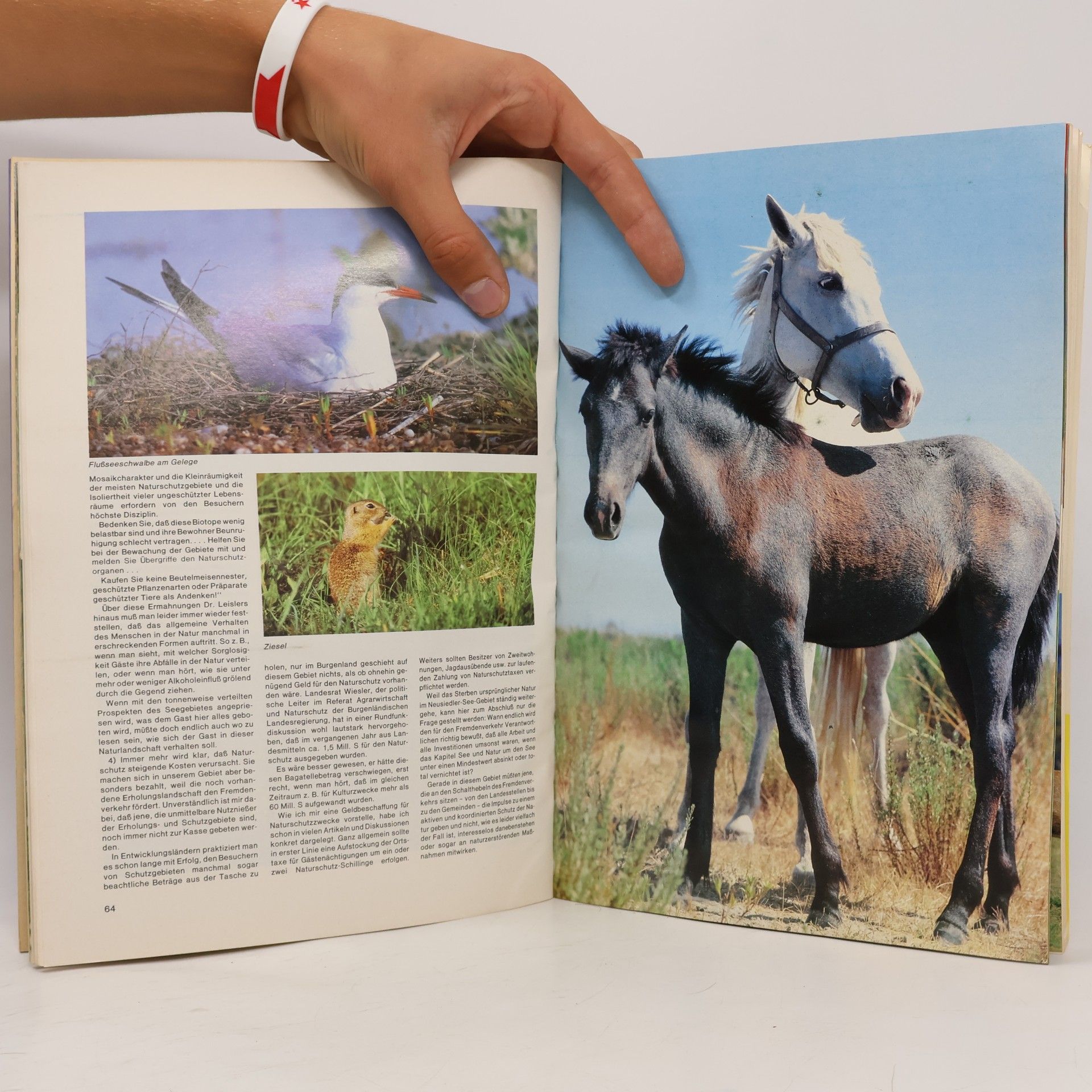 kolektiv Tierschutz Kalender 1981