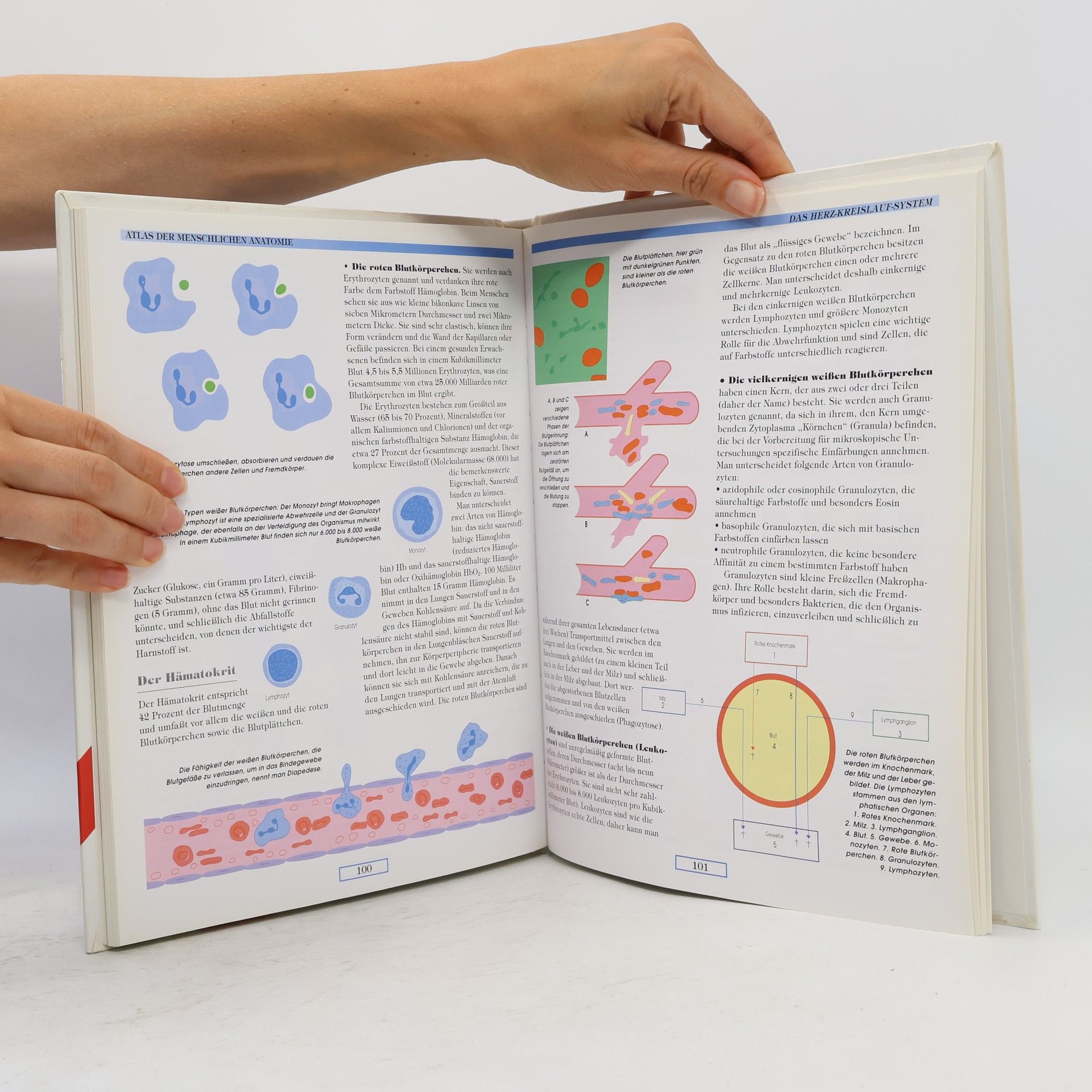 Philippe Auzou Atlas der menschlichen Anatomie
