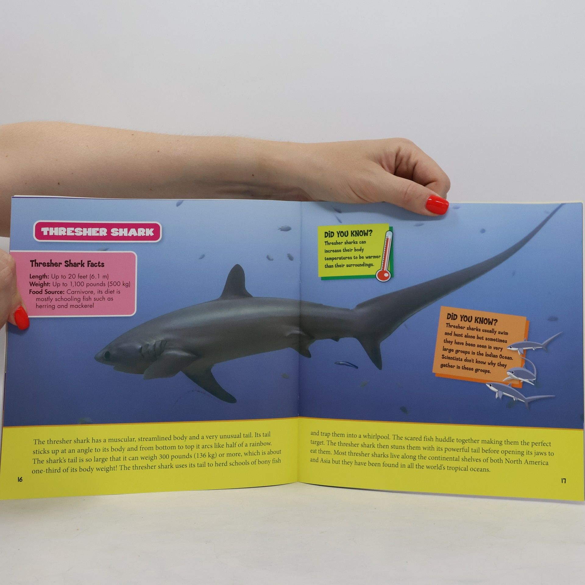 Autorenkollektiv Shark Frenzy