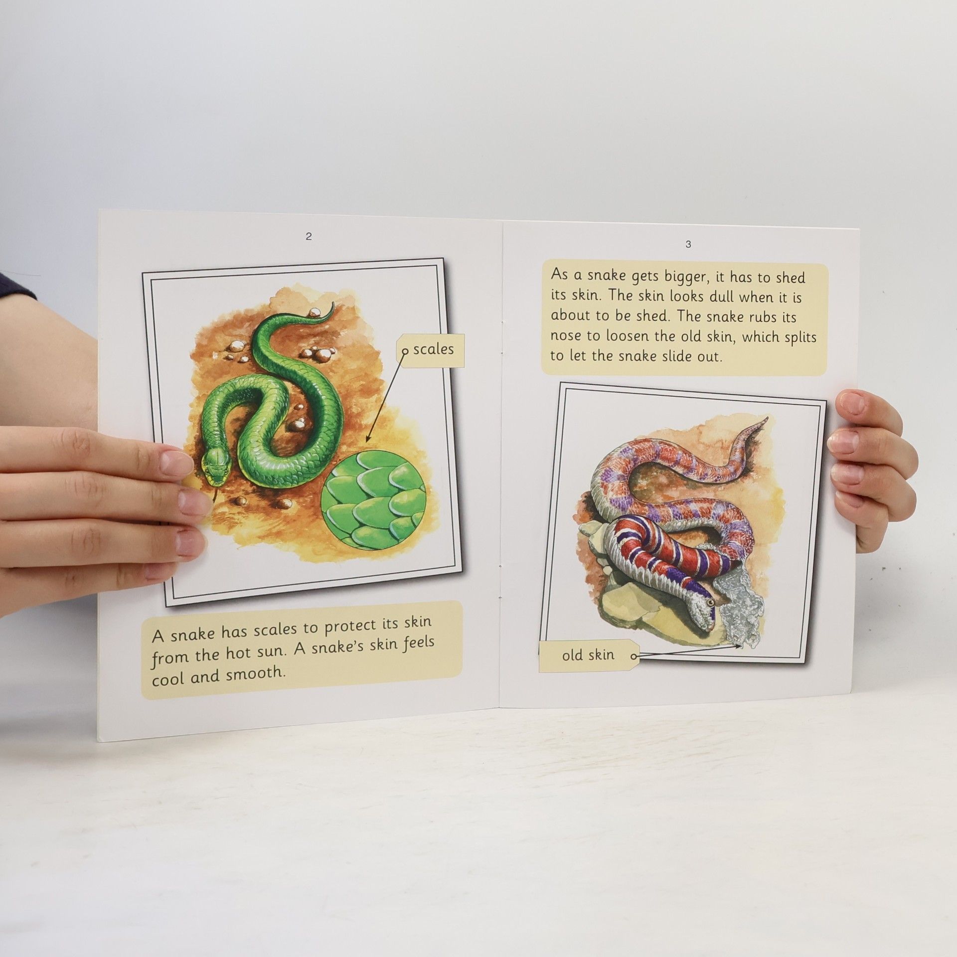 Sara Wernham Snakes