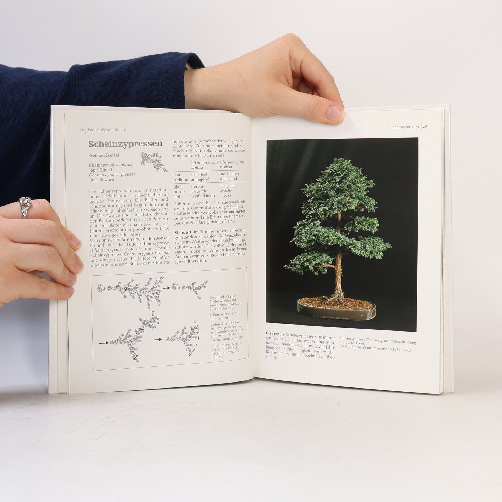 Horst Stahl Grundkurs Bonsai