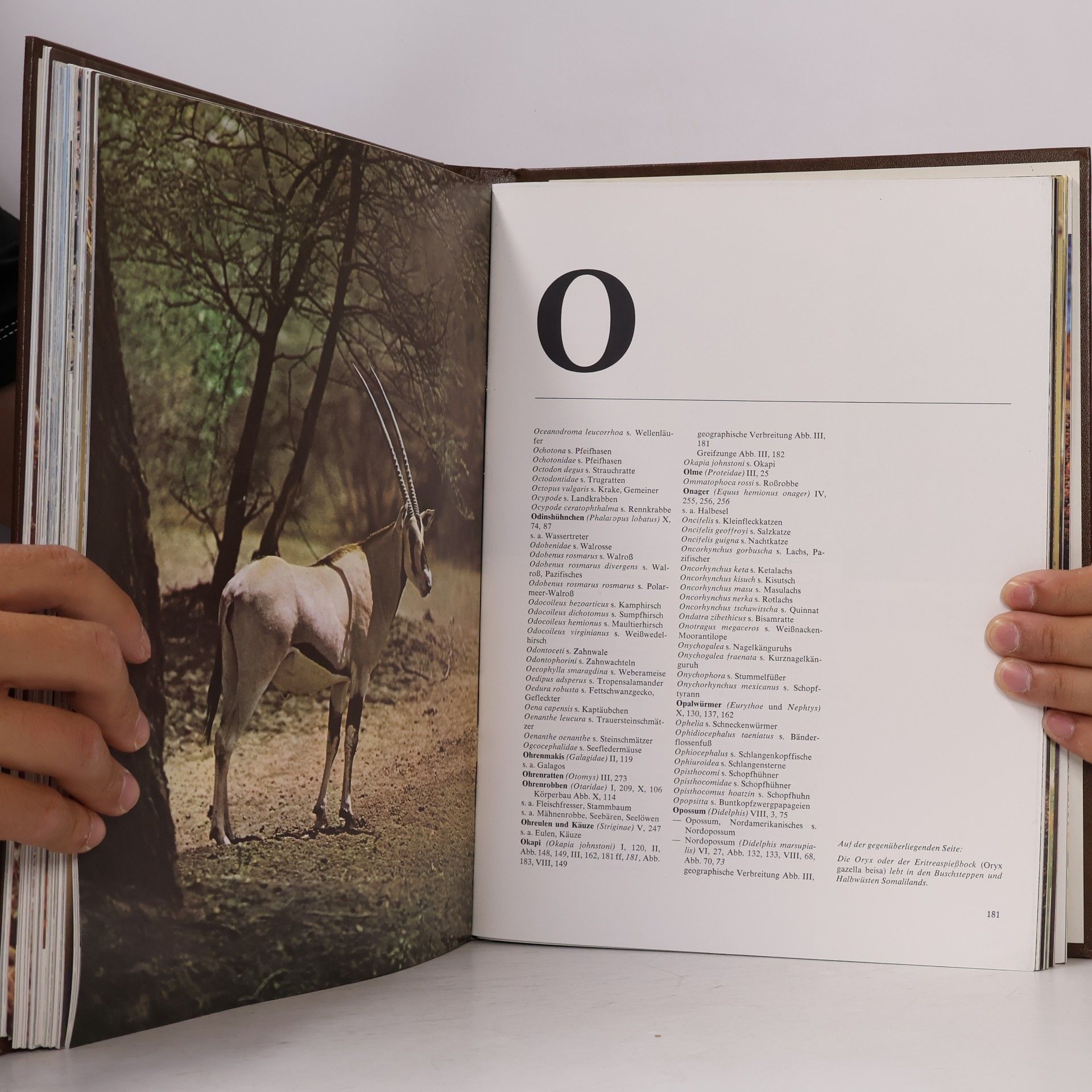 Autorenkollektiv Fauna. Wie wilde Tiere wirklich leben. Band 11