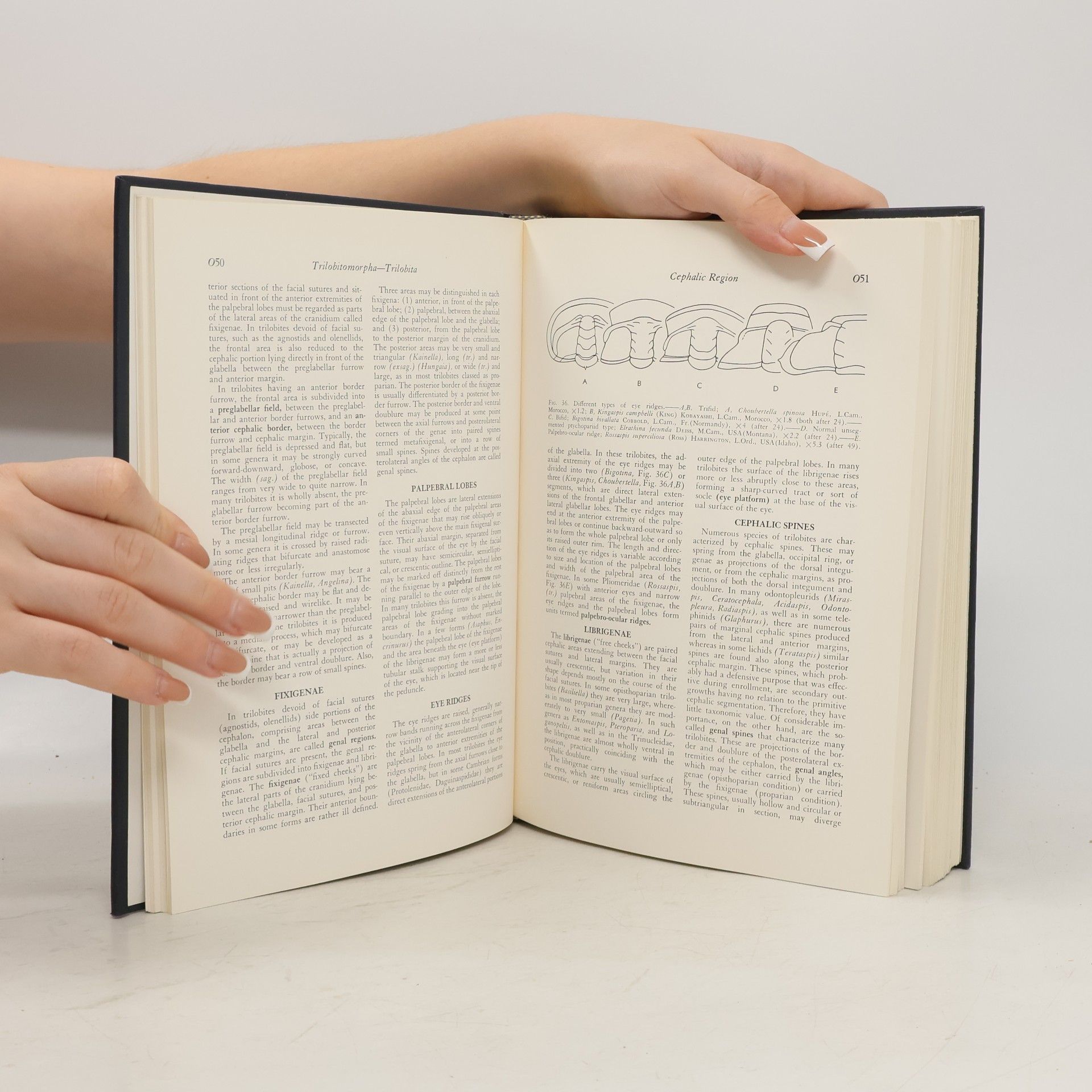 Moore Treatise On Invertebrate Paleontology 1