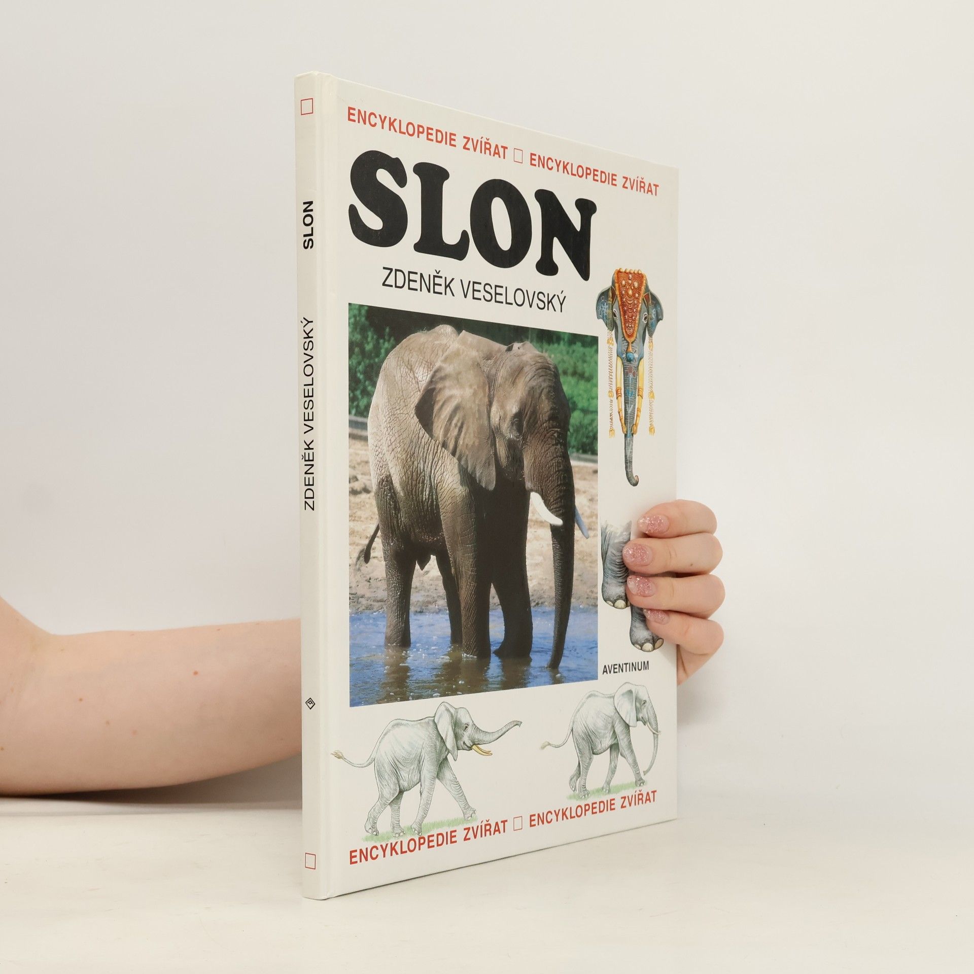 Slon