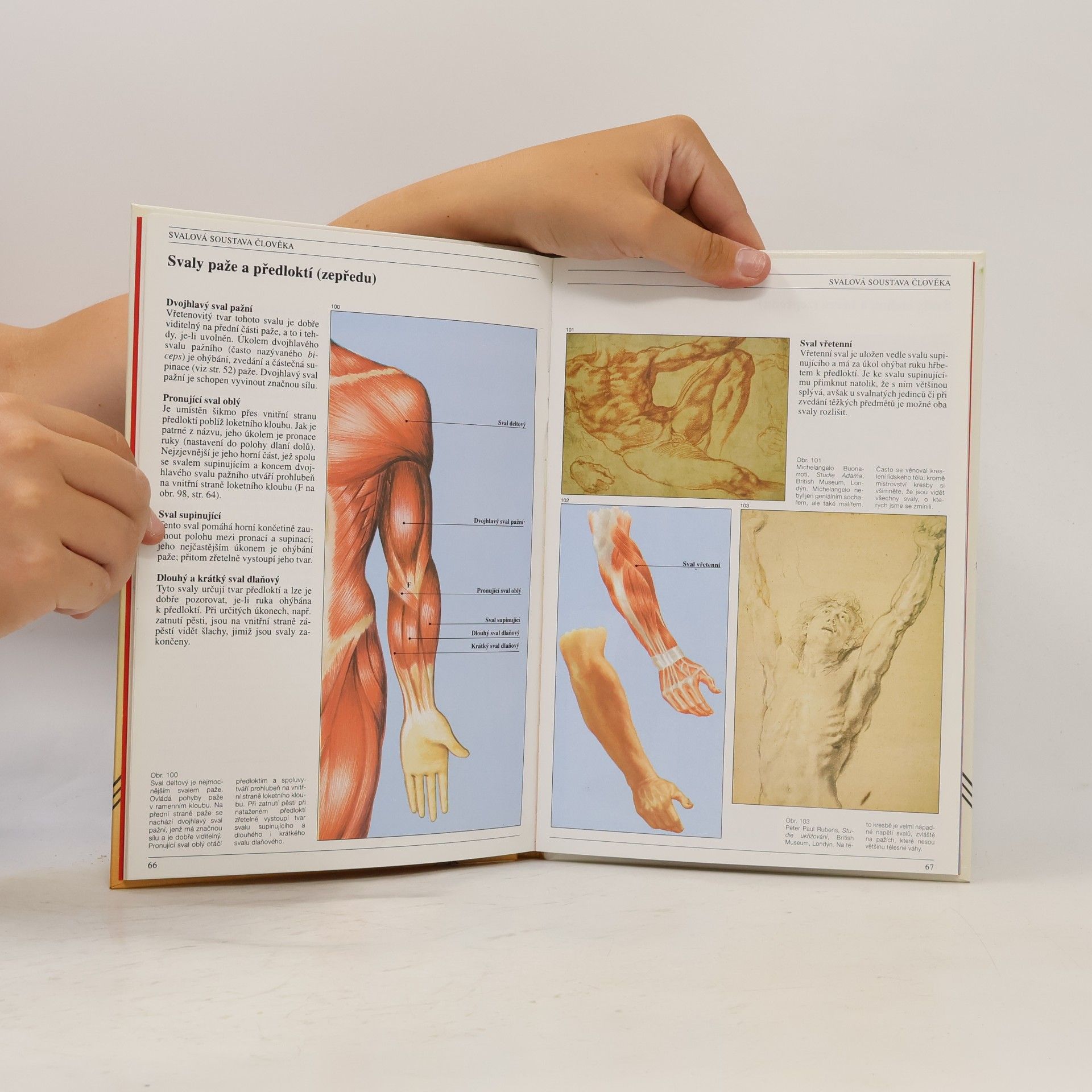 José María Parramón Anatomie člověka