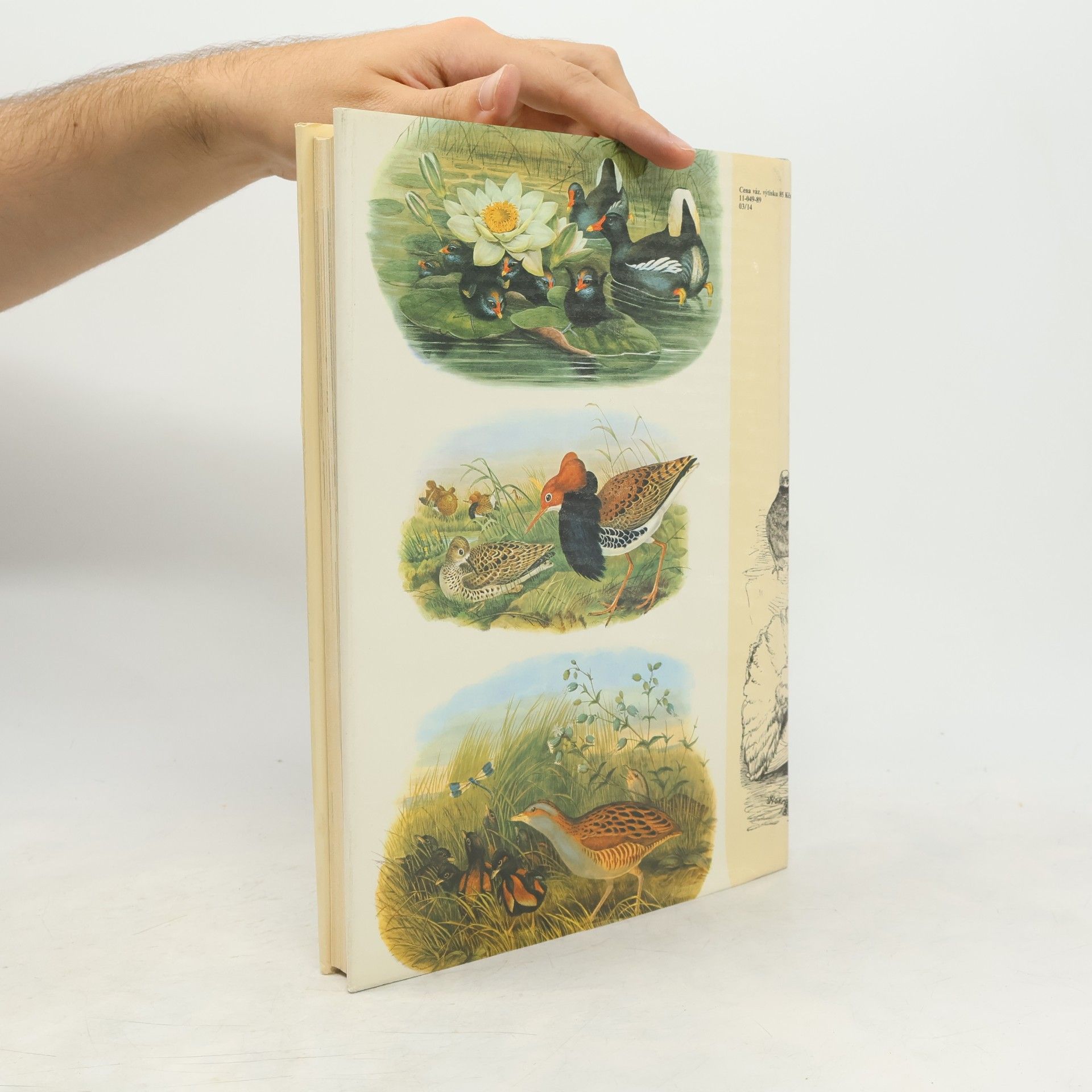 Charles Darwin Darwinův původ druhů v ilustracích
