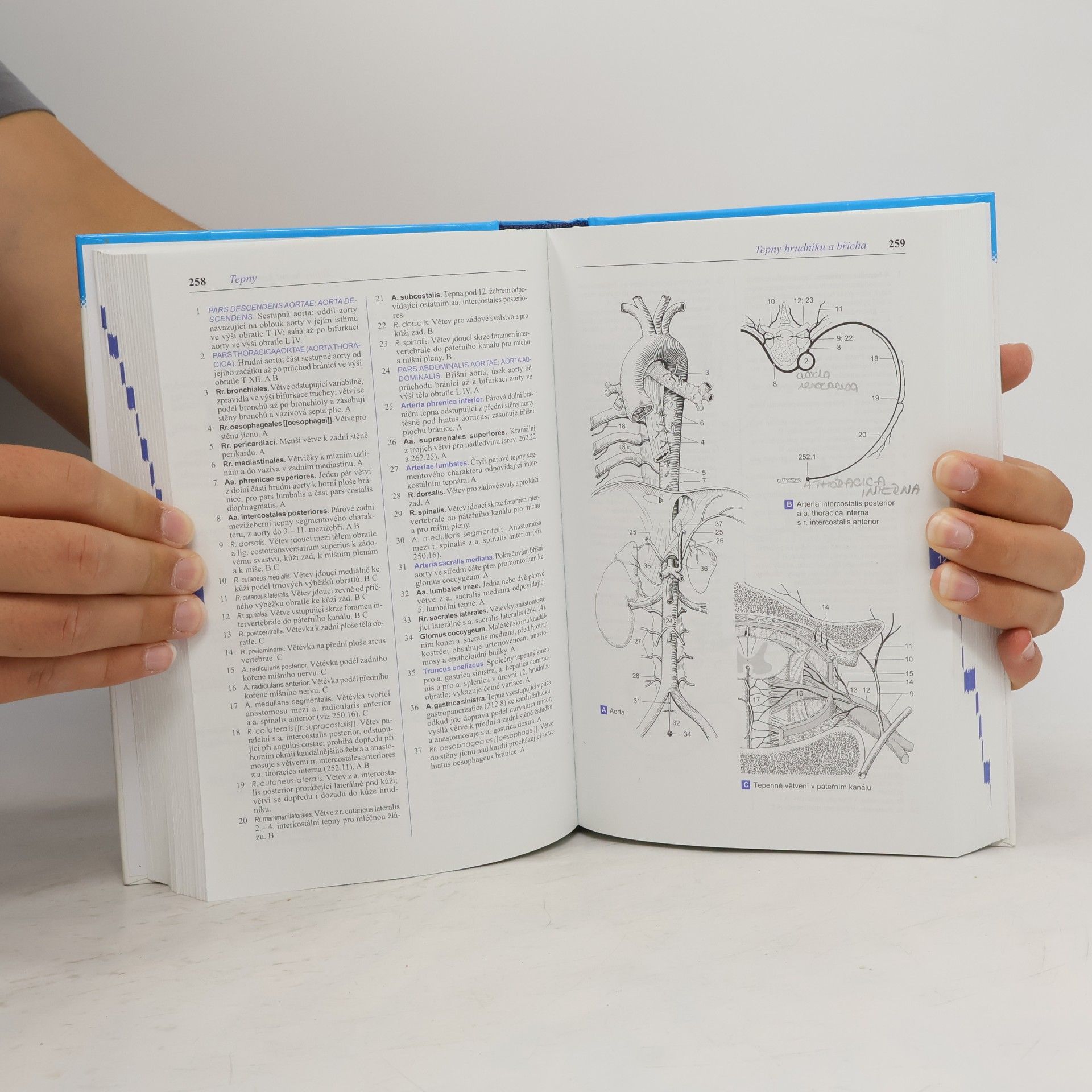 Wolfgang Dauber Feneisův obrazový slovník anatomie