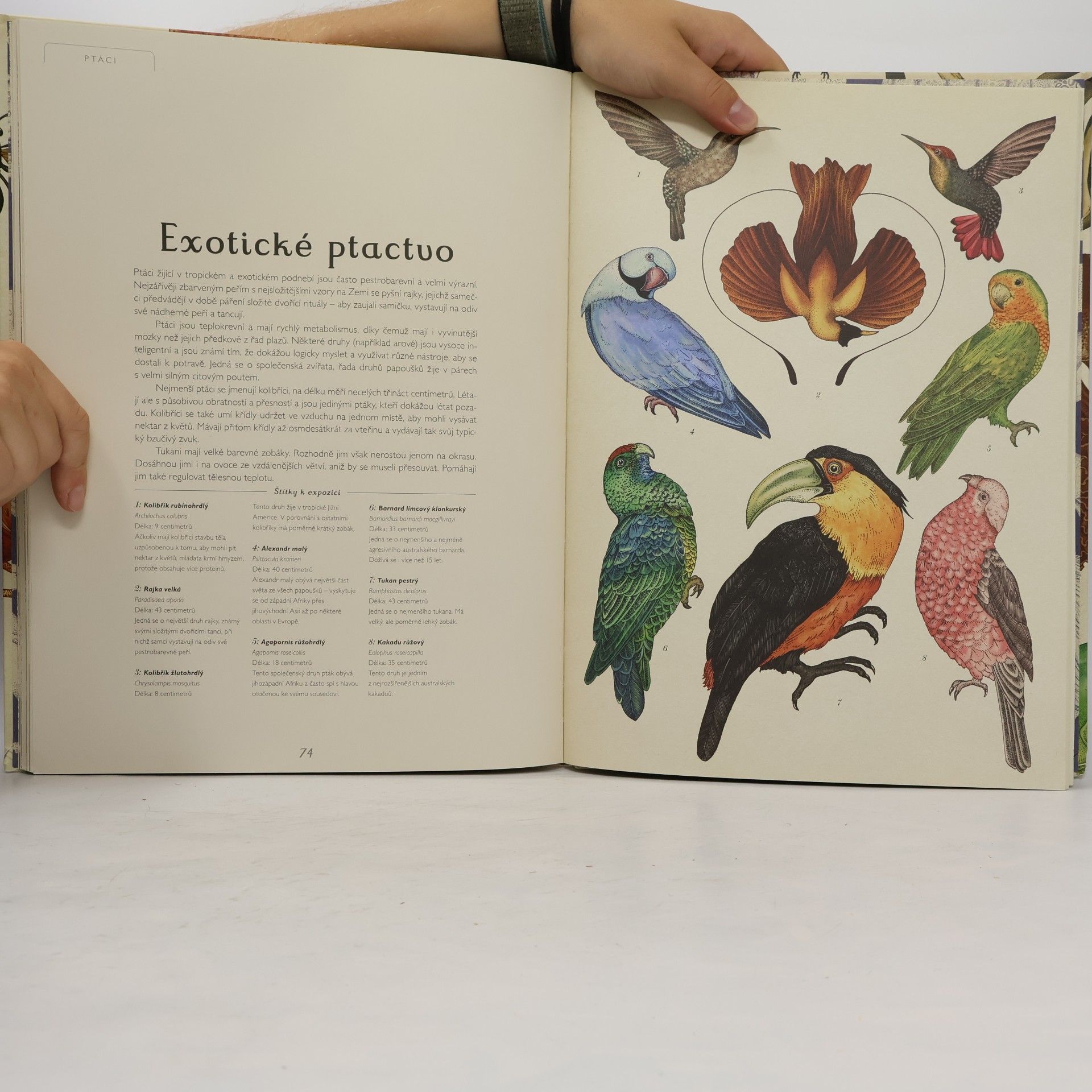Katie Scott Animalium