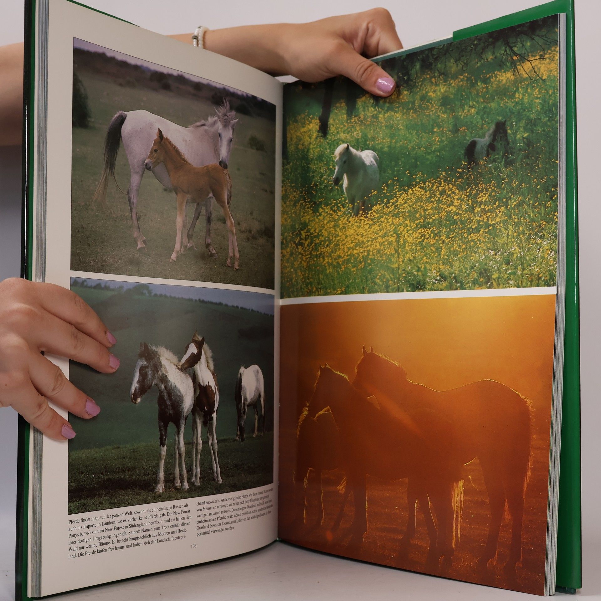Various authors Das Pferd