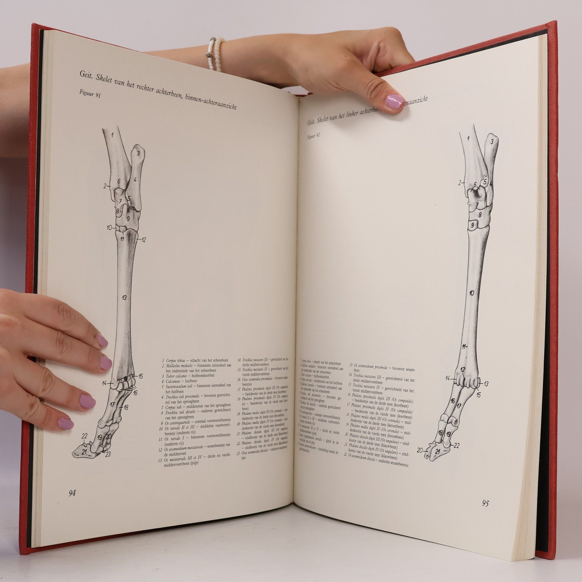 Peter Popesko Topografisch-anatomische atlas van de huisdieren III