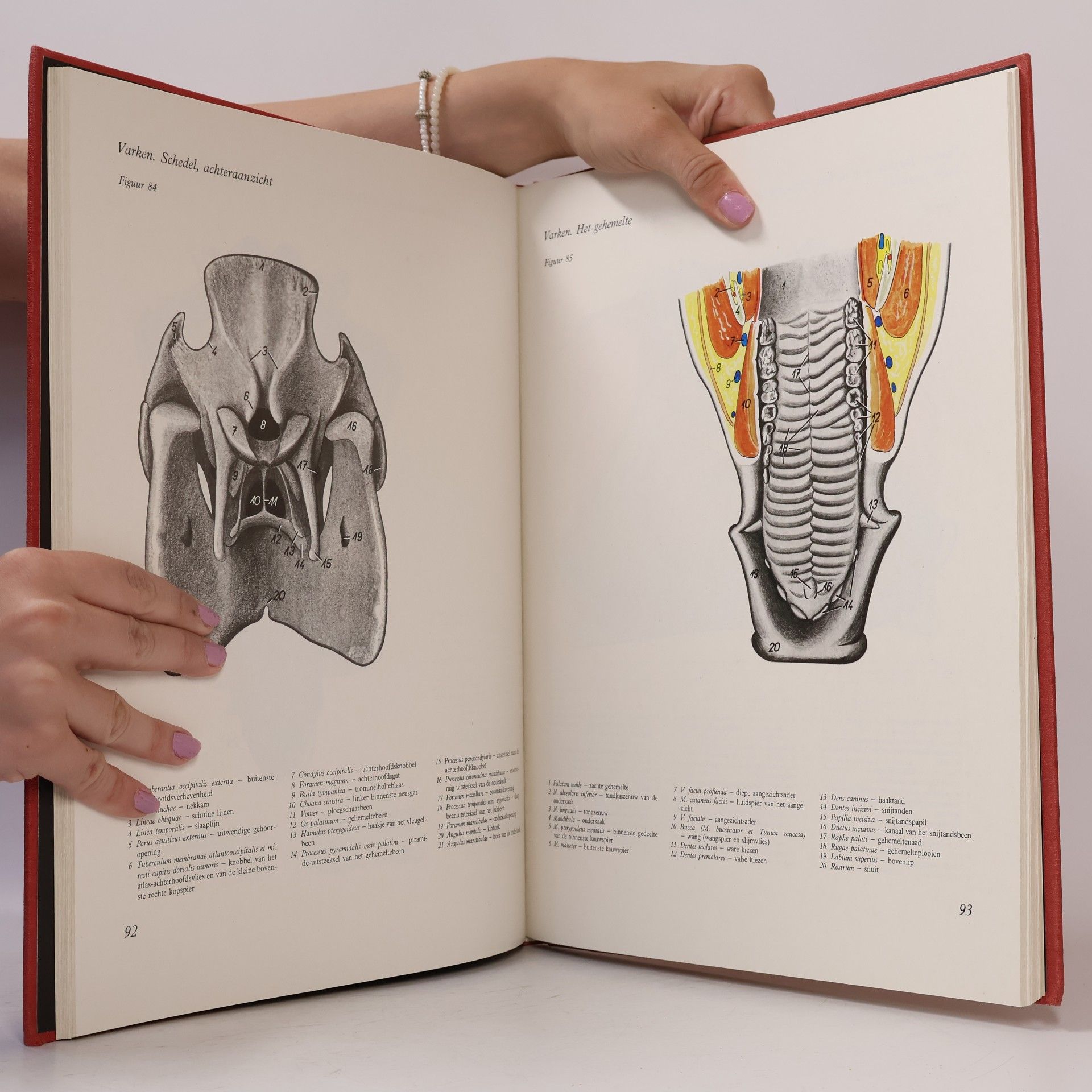 Peter Popesko Topografisch-anatomische atlas van de huisdieren I