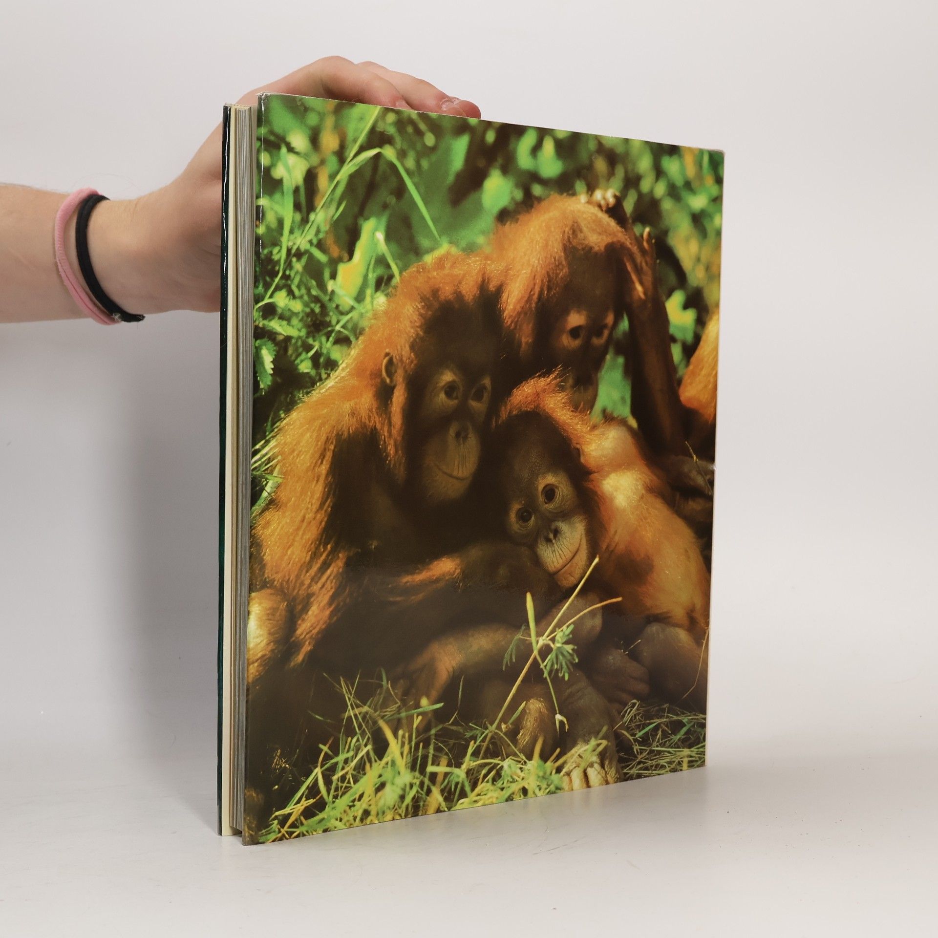 Siegfried Seifert ZOO Fotografie