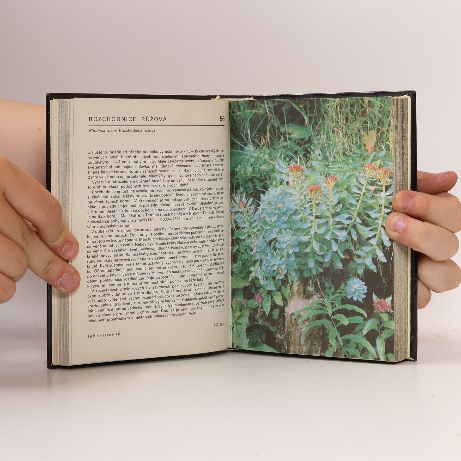 Jiří Soják Rostliny našich hor. Kapesní atlas