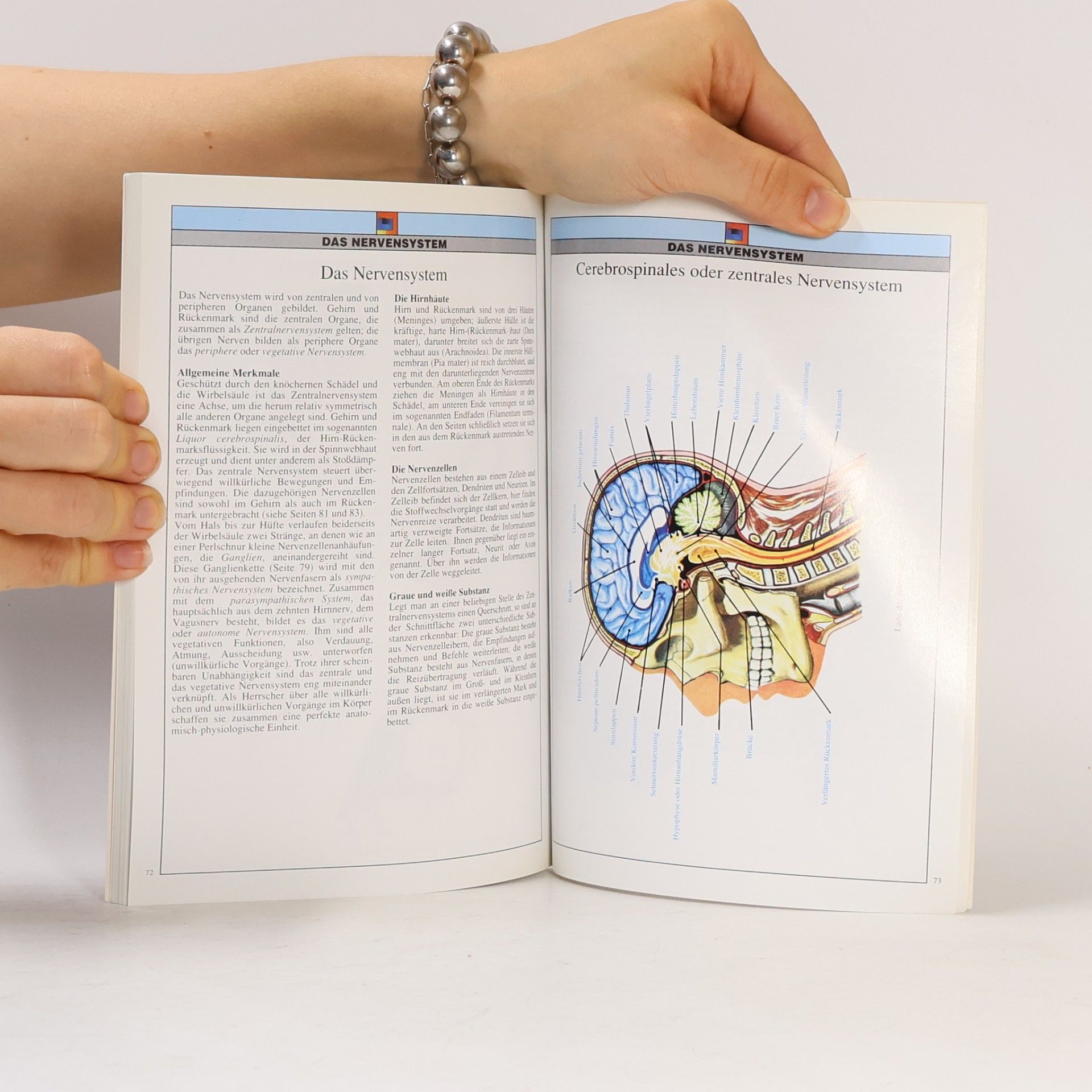 Autorenkollektiv Anatomie des Menschen