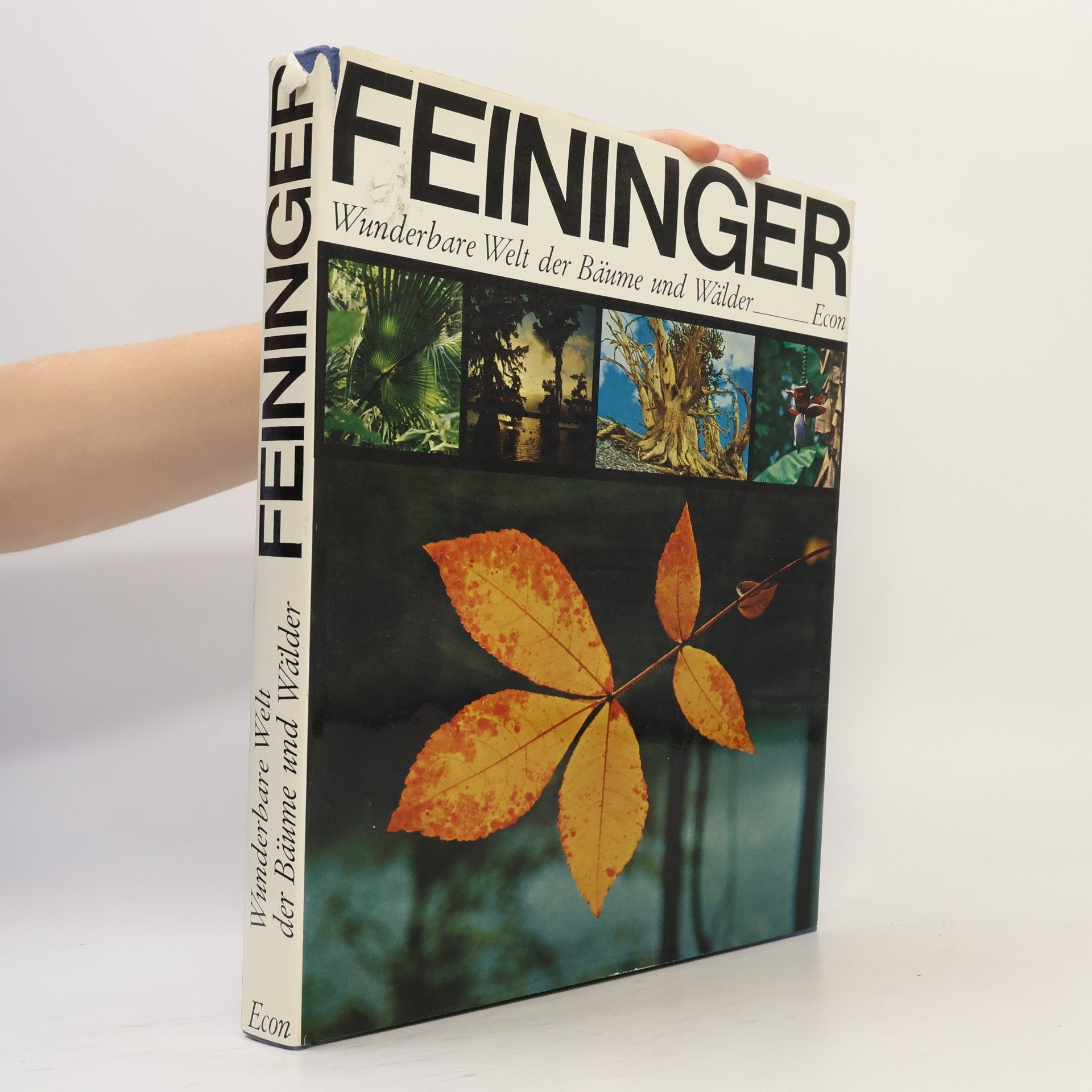 Andreas Feininger Wunderbare Welt der Bäume und Wälder