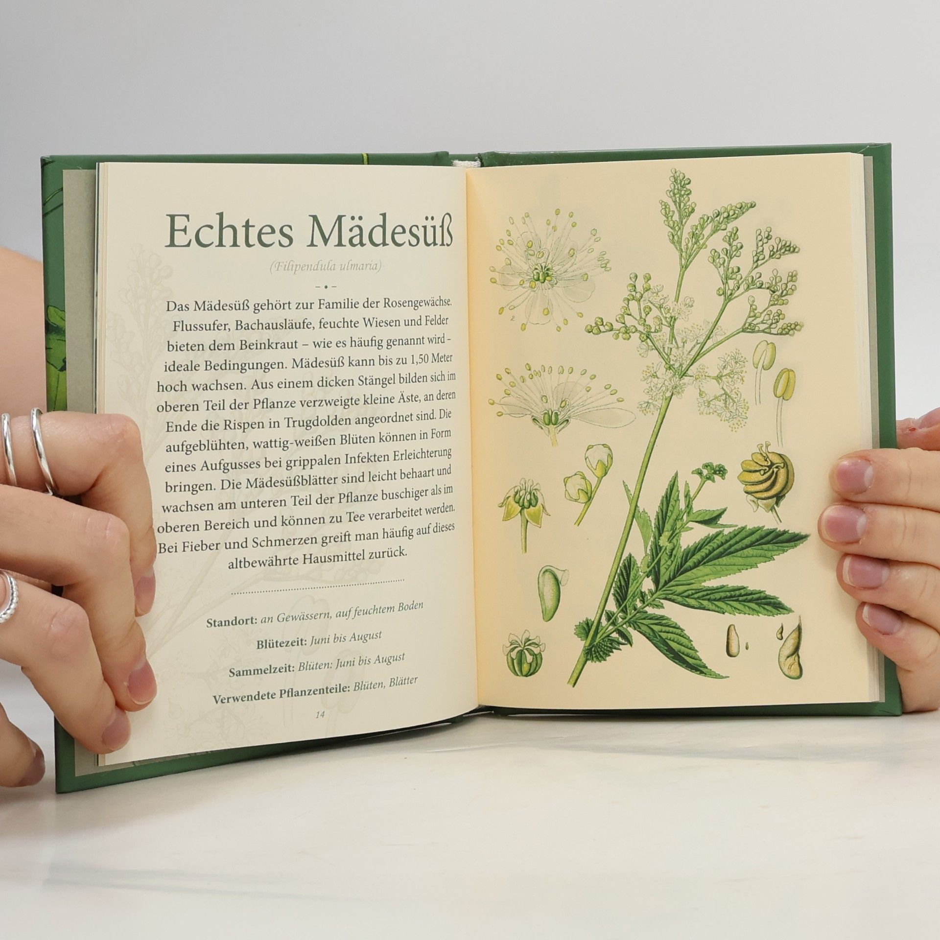 Otto W. Thomé Das kleine Wildkräuteralbum
