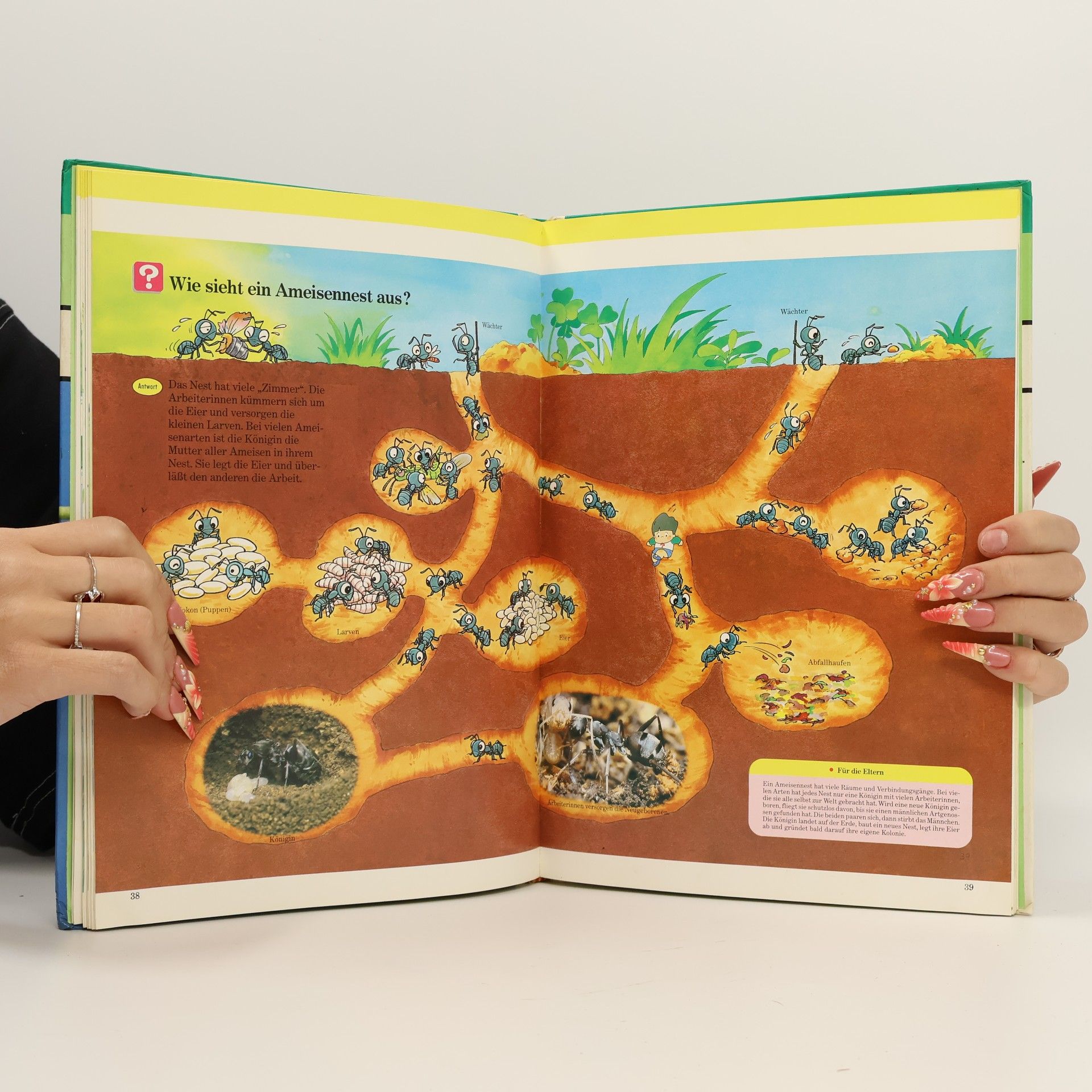 Marianne Tölle Kinder entdecken ... die Welt der Insekten