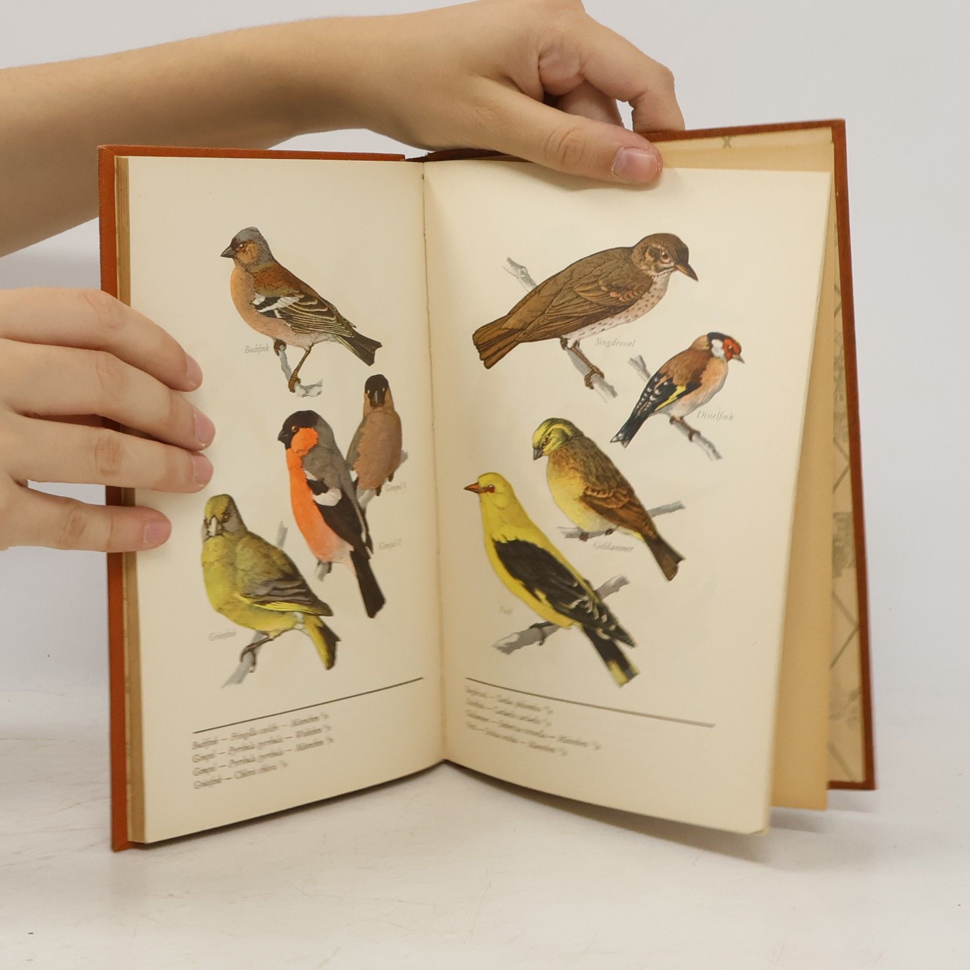 Kurt Sloericke Der deutsche Wald und ſeine Vogel