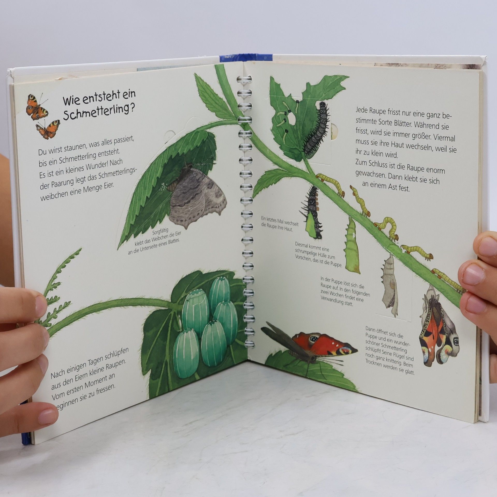 Anne Ebert Wieso? Weshalb? Warum? junior - 23: Der Schmetterling